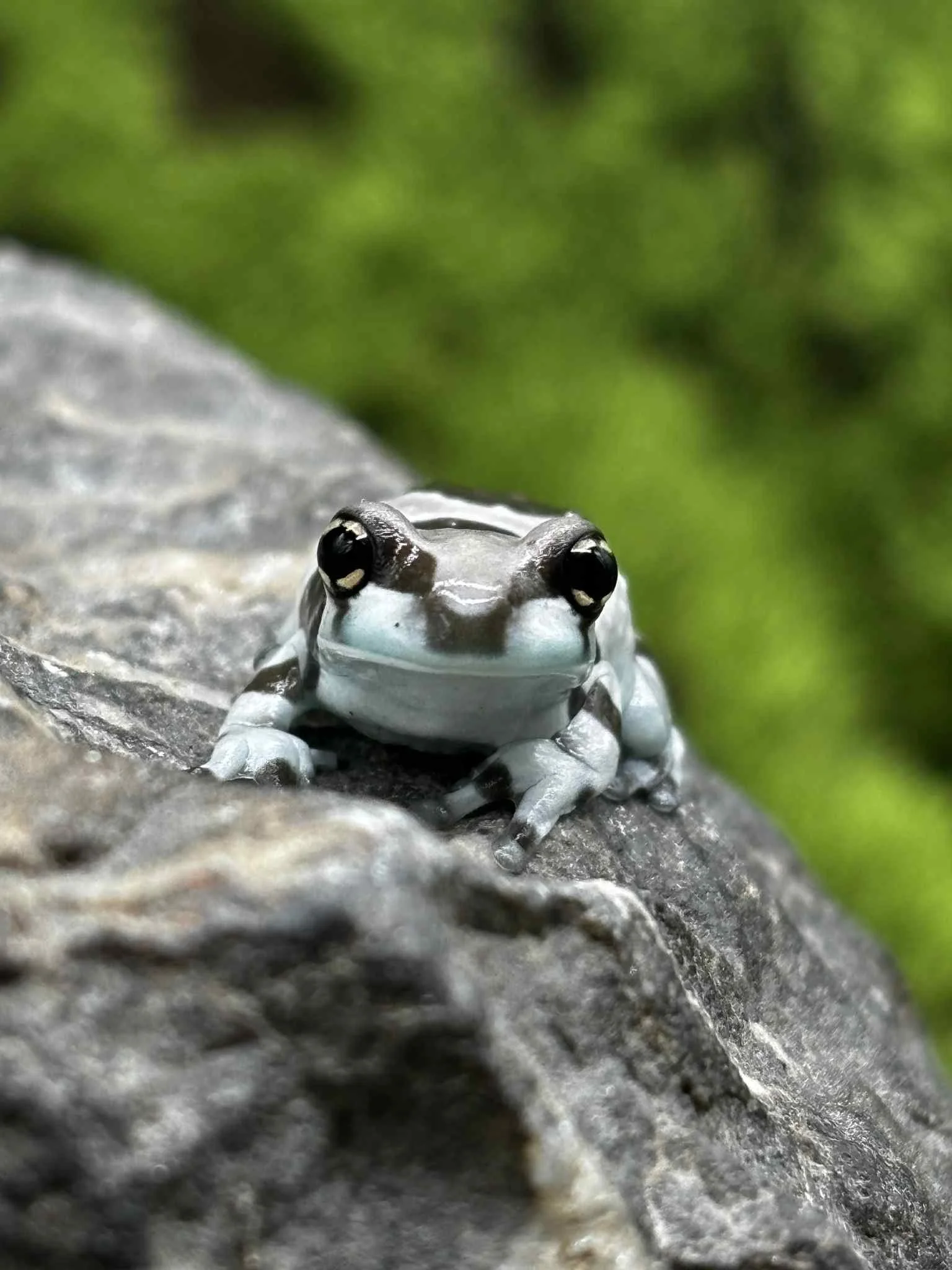 Cute Baby Amazon Milk Frogs For Sale