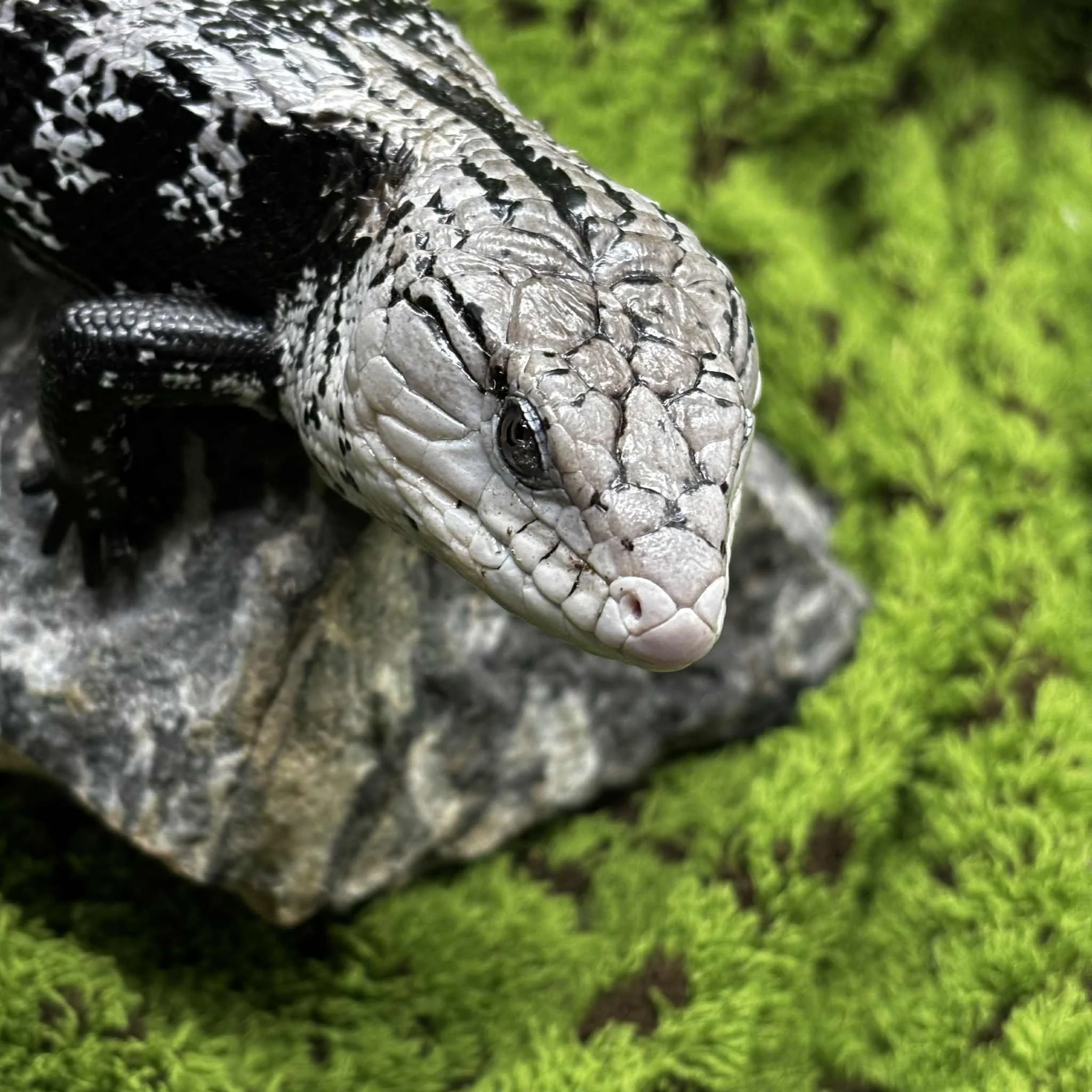 Axanthic Halmahera Blue Tongue Skink For Sale - Proven Male