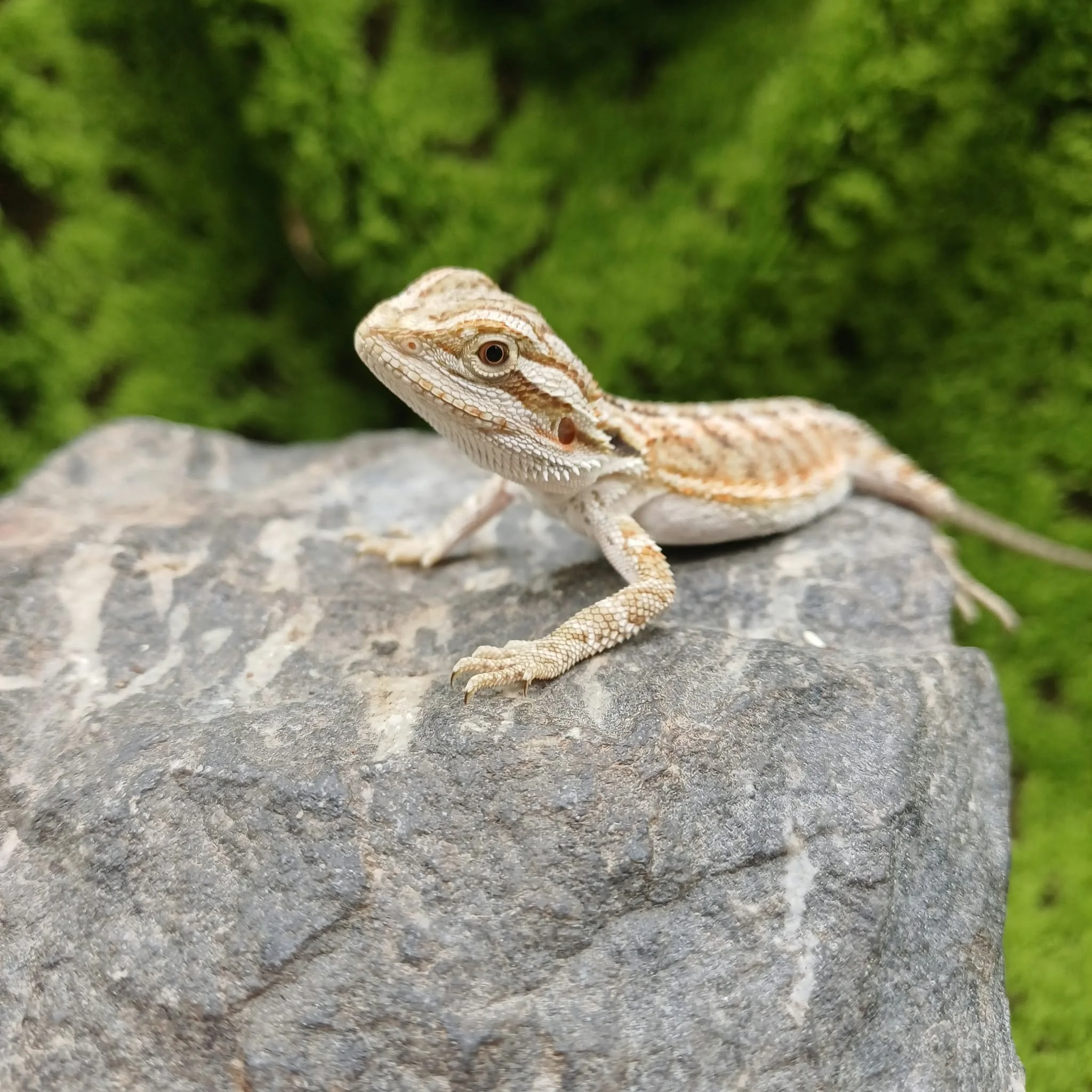e9041943-4f05-4e4c-958b-32510a525ee6.jpeg