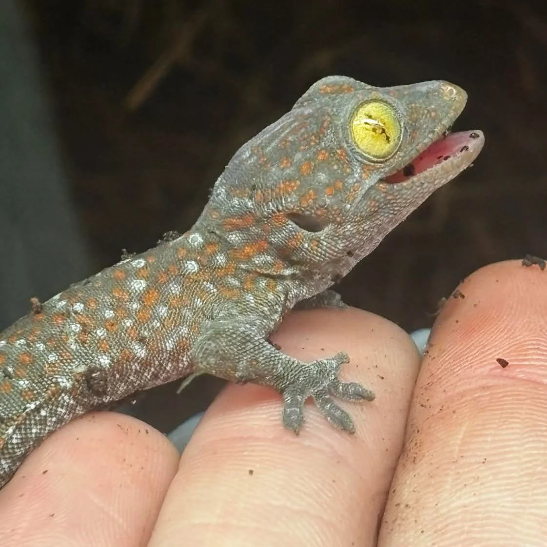 Baby Tokay Gecko For Sale - Captive Bred