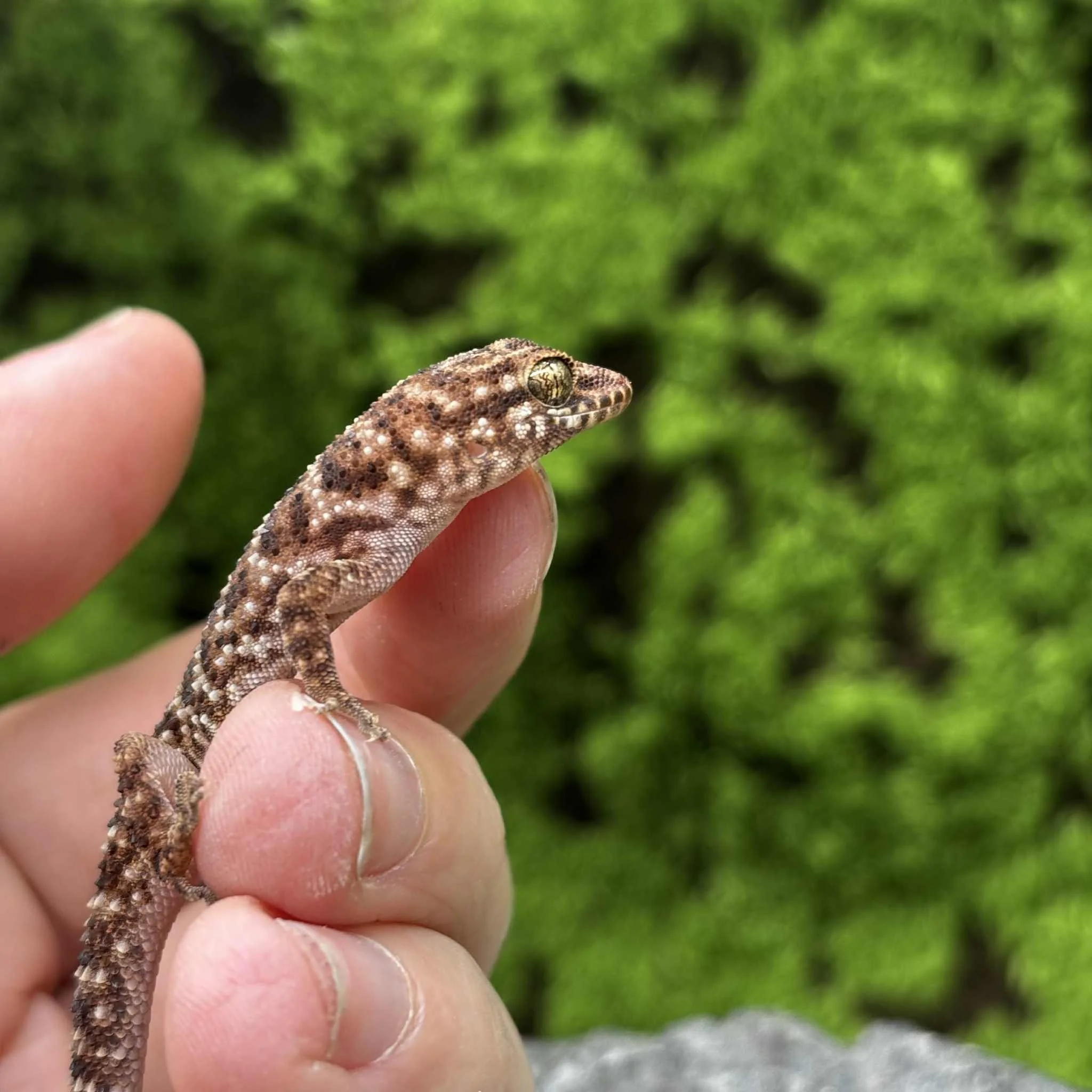 Bynoe's Geckos For Sale - Heteronotia binoei