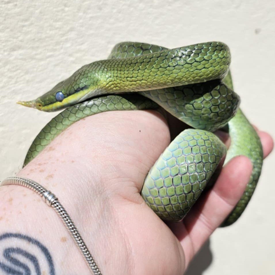 Rhino Rat Snakes For Sale - Adult Pair