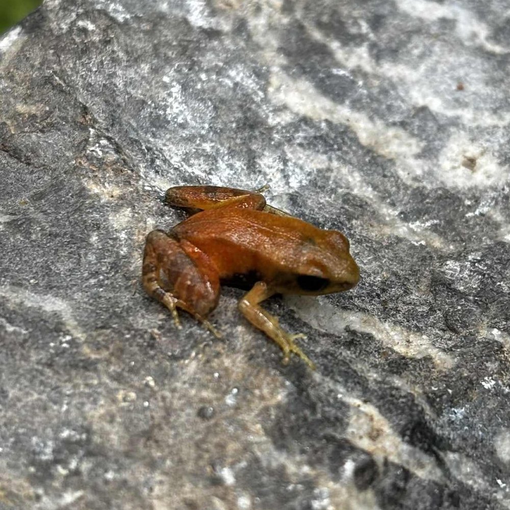 Golden Mantella Frogs For Sale