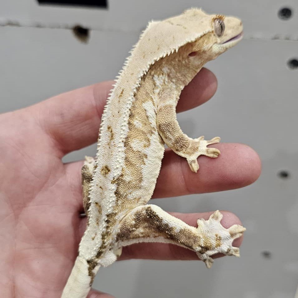 Hypo Velvet Lily White Crested Gecko For Sale