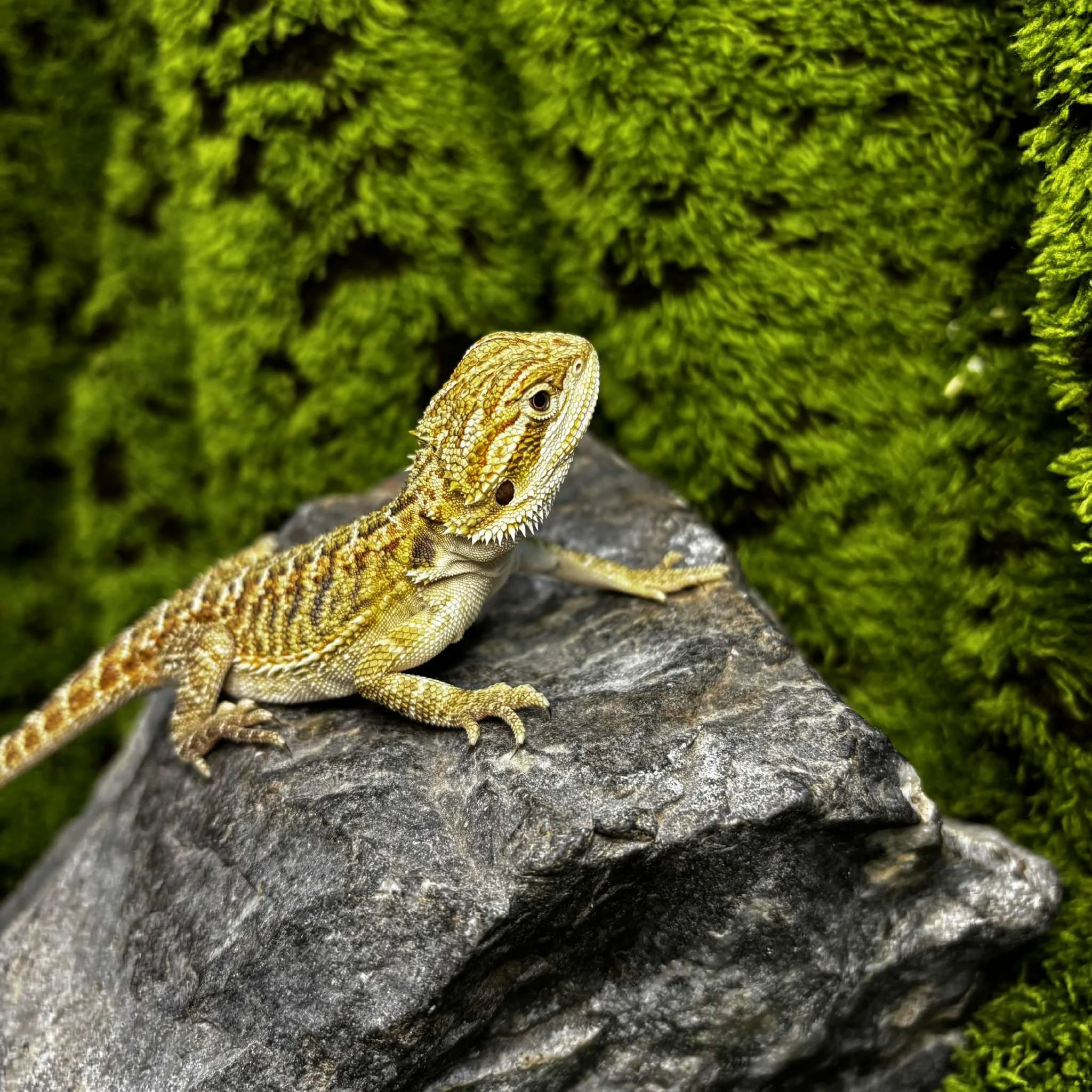 4e50591a-b12f-4871-8c1a-7e81bd92c61a.jpeg