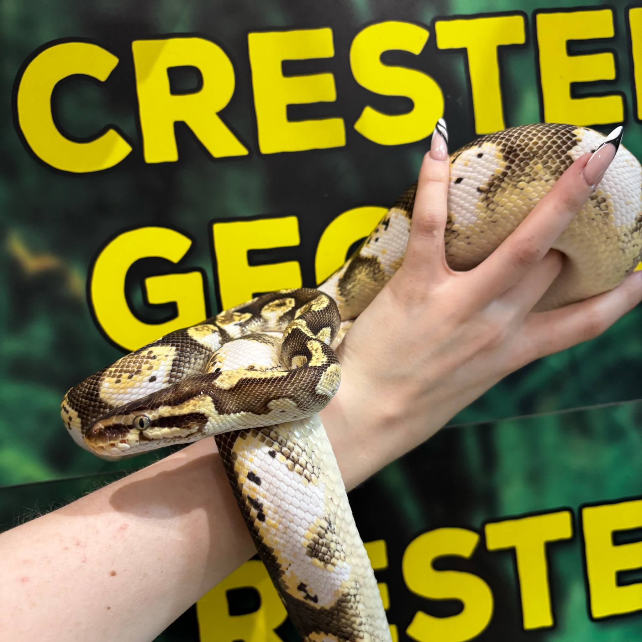 Female Pastel Calico Royal Python For Sale