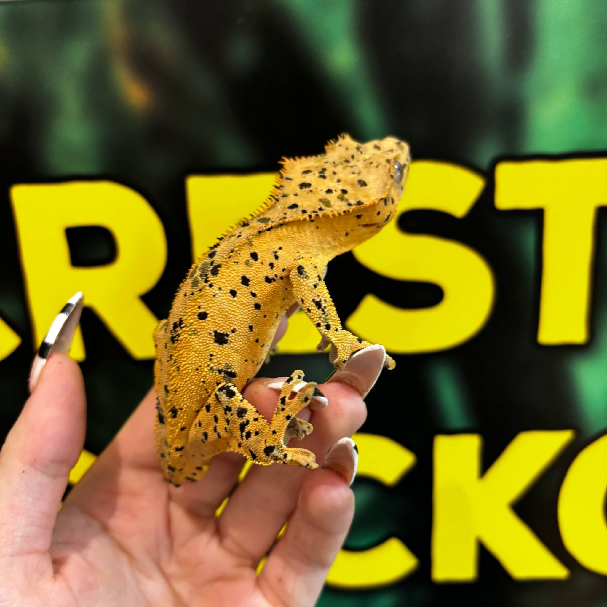 Confetti Superdalmatian Crested Gecko For sale - Male
