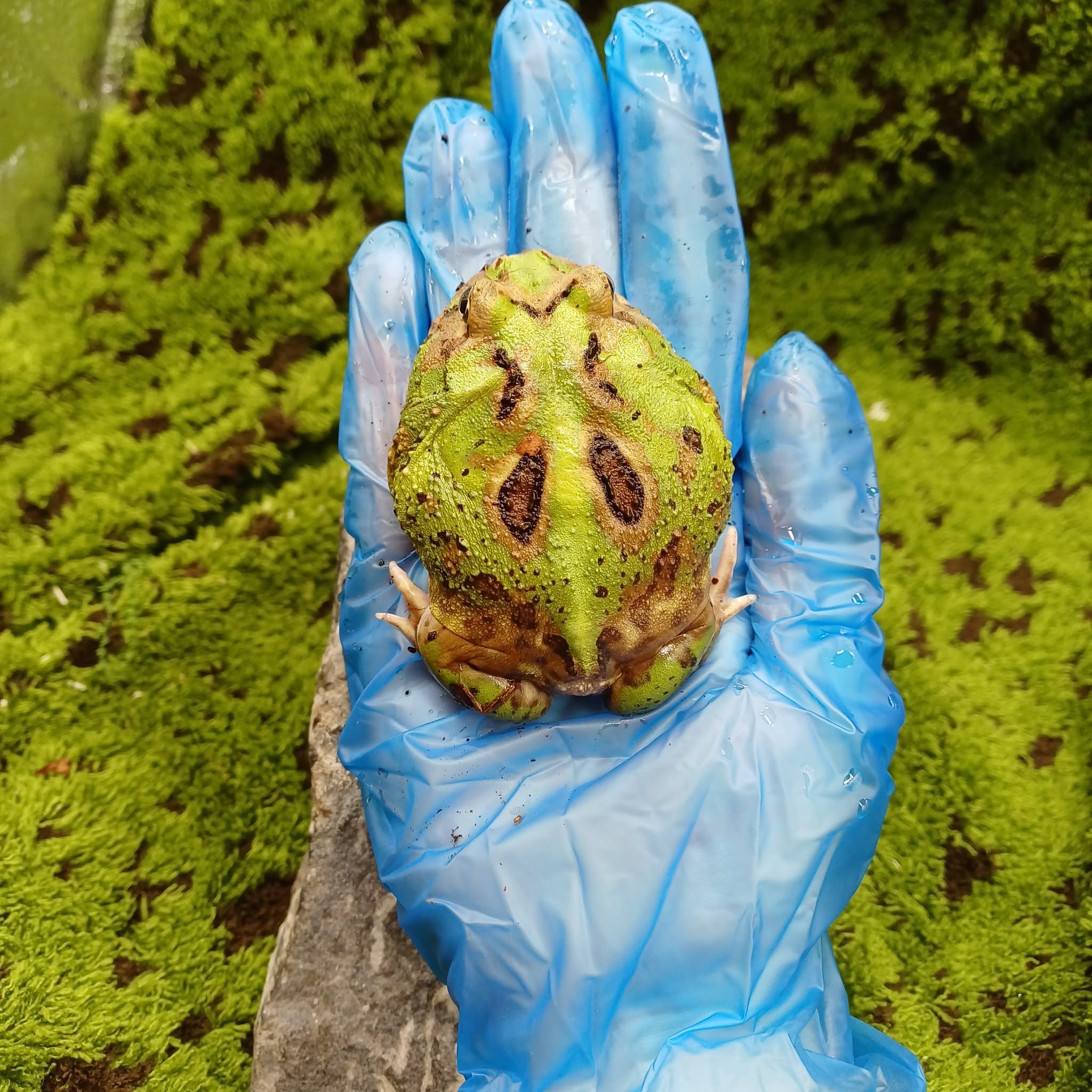 Grown On Matcha Pacman Frog For Sale