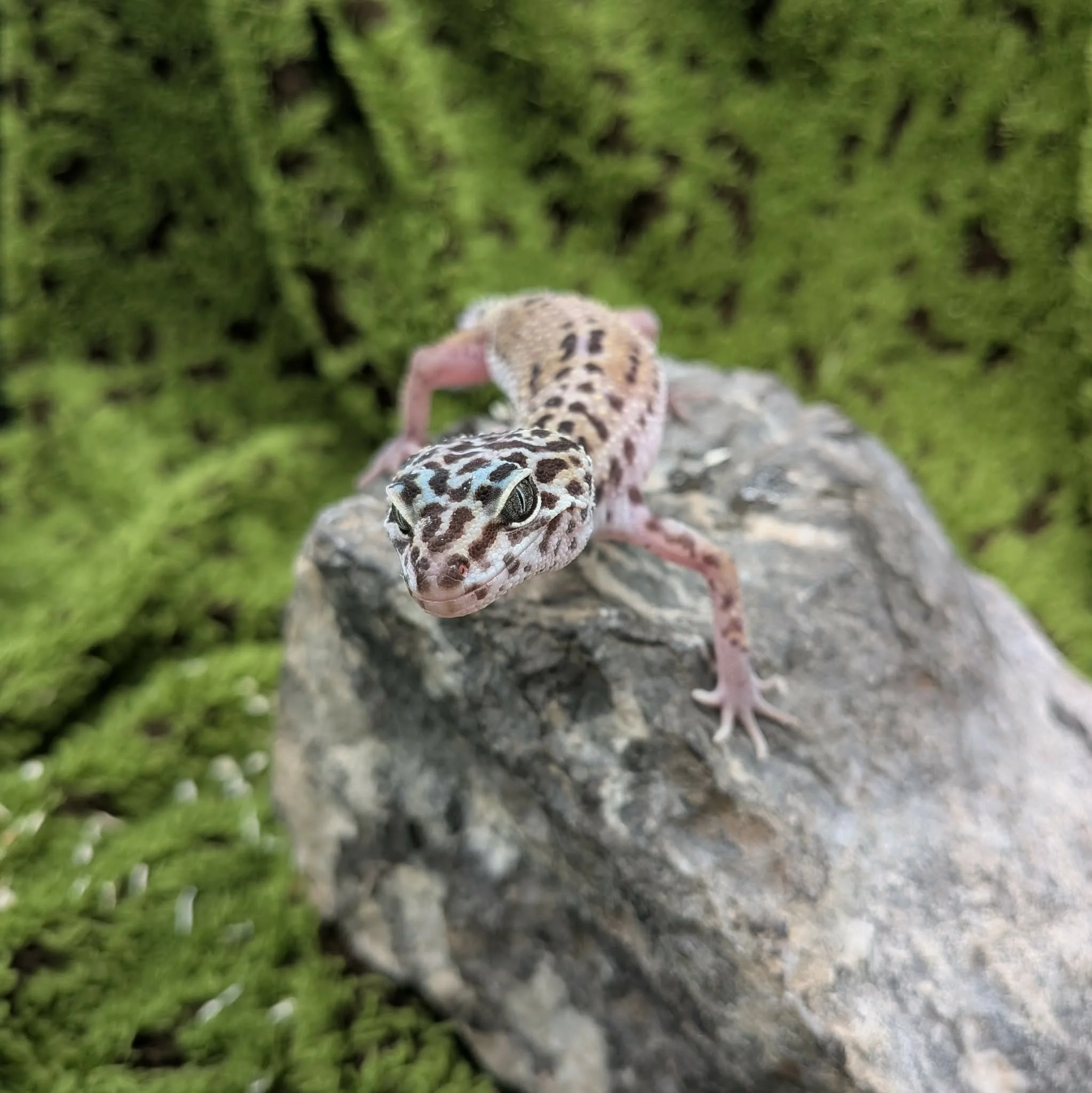 Hypo Leopard Gecko For Sale