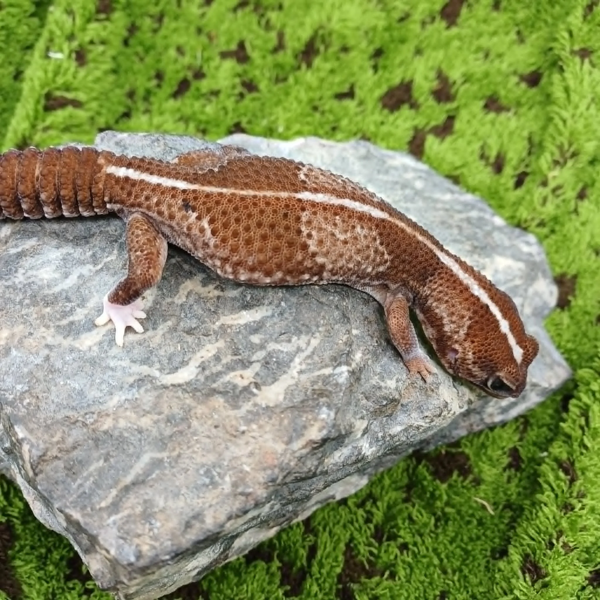 African Fat-Tailed Gecko For Sale - Stripe Female Imperfect