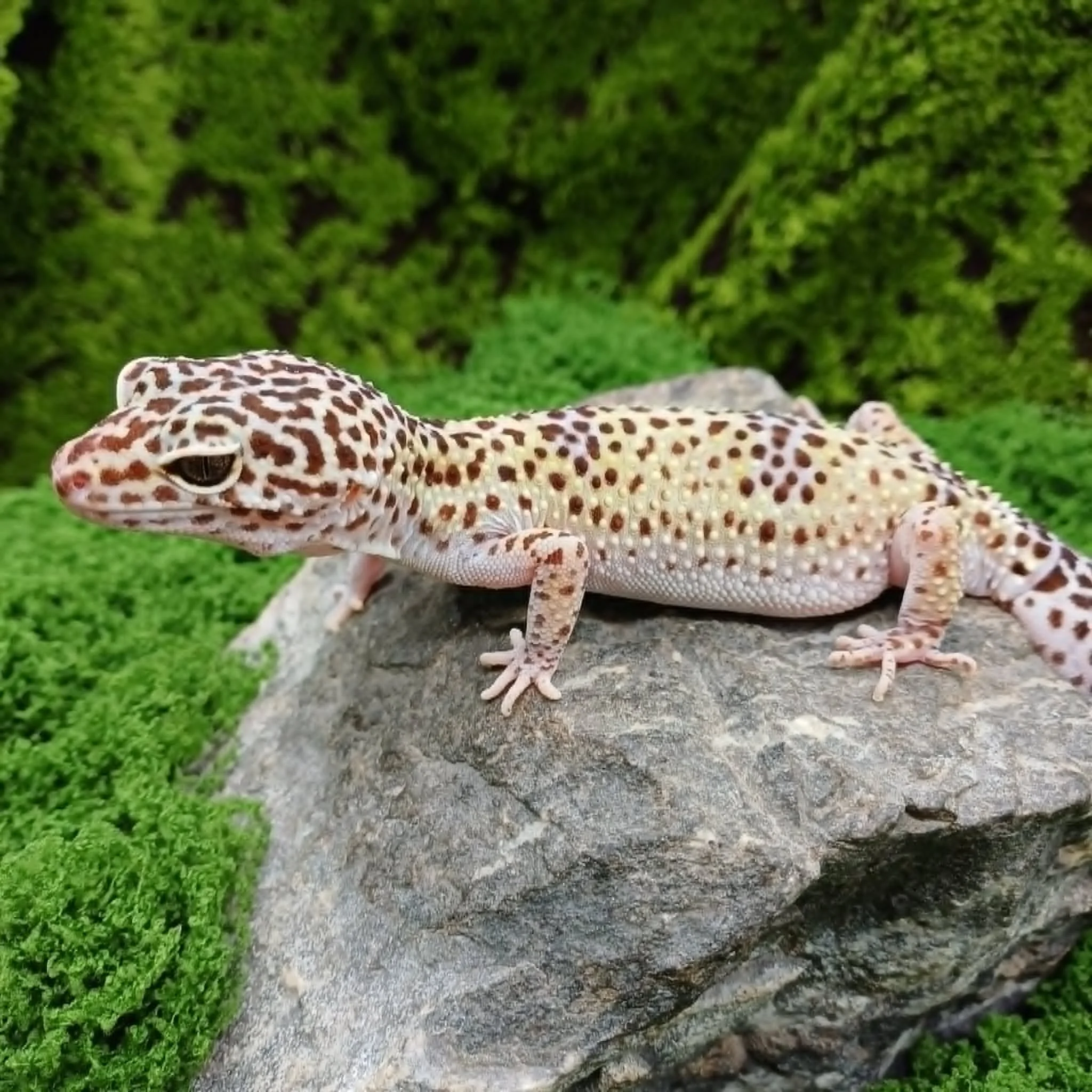 Cute Female Leopard Gecko For Sale
