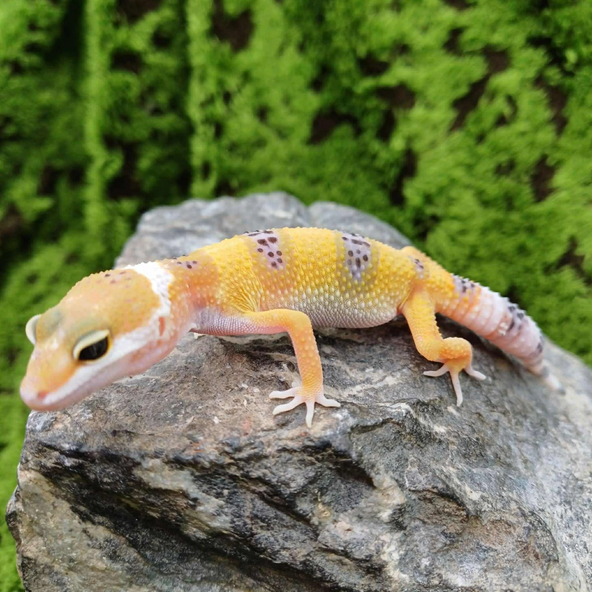 Baby Tangerine Hypo Leopard Gecko For Sale