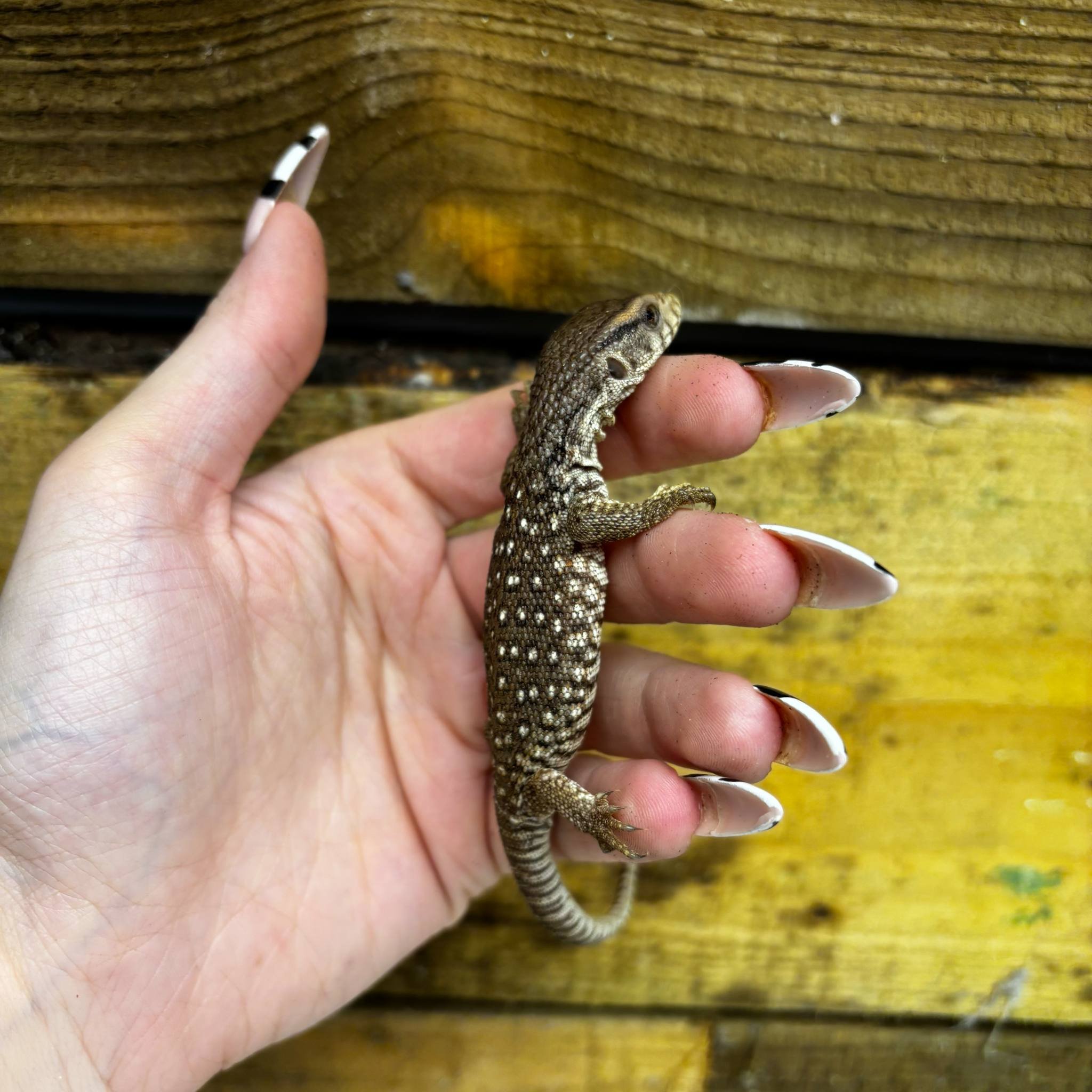 Baby Bosc Savannah Monitor For Sale