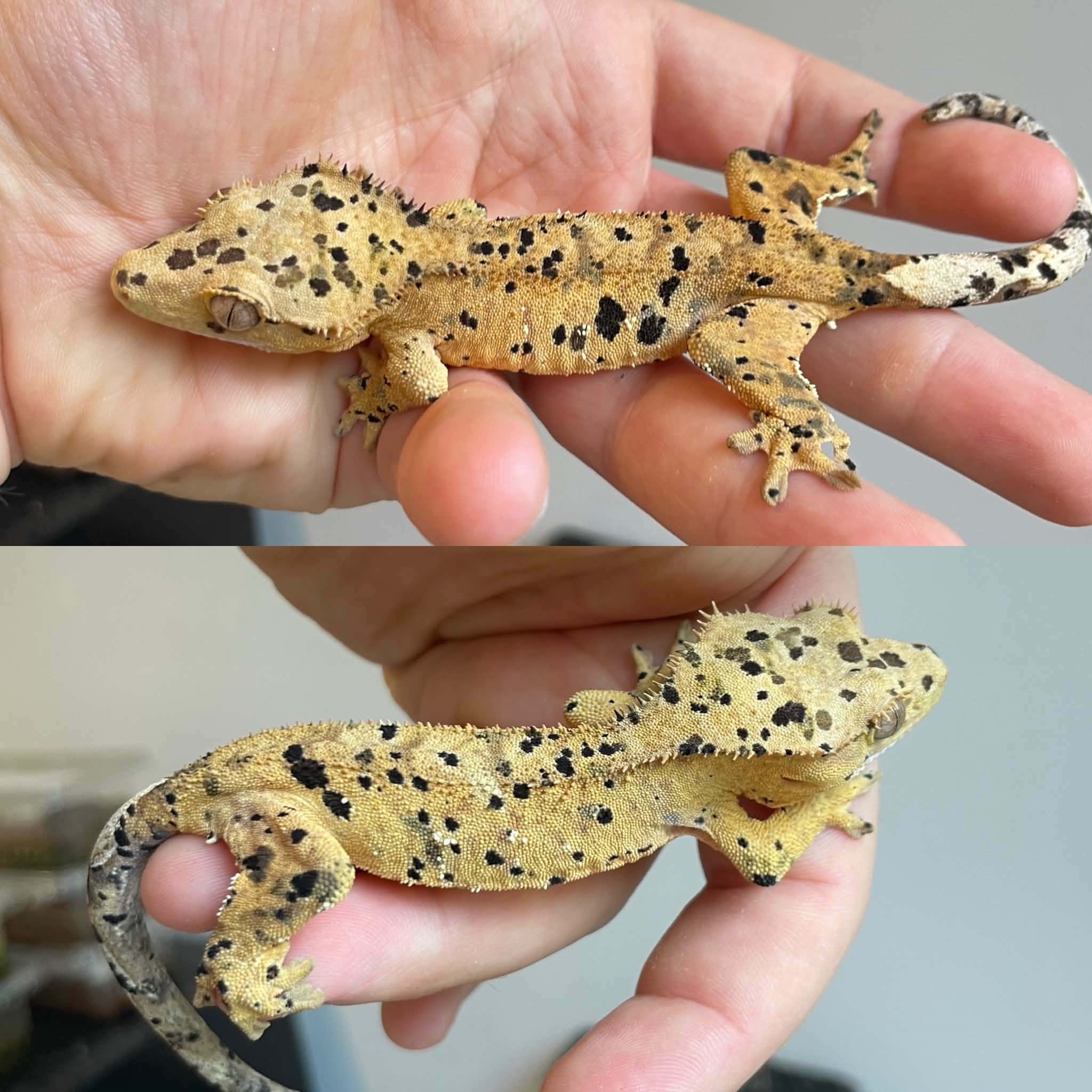Superdalmatian Crested Gecko For Sale - Juvenile Male