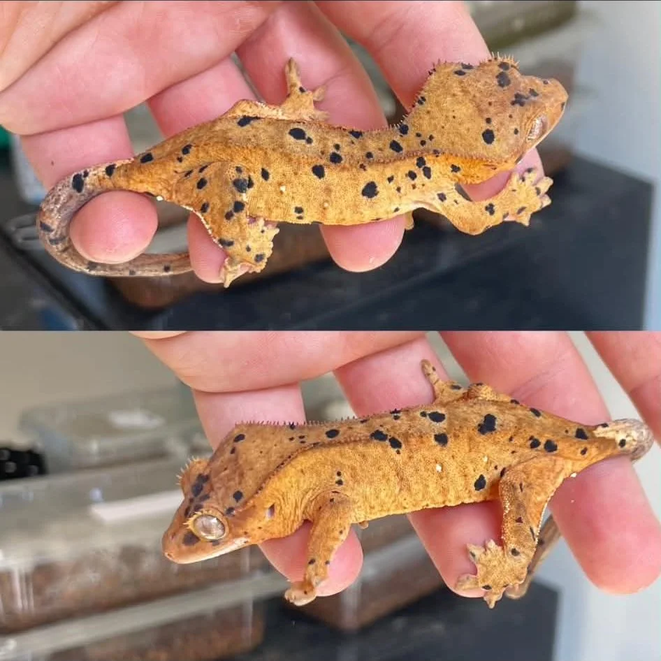 Superdalmatian Crested Gecko For Sale - Juvenile Female