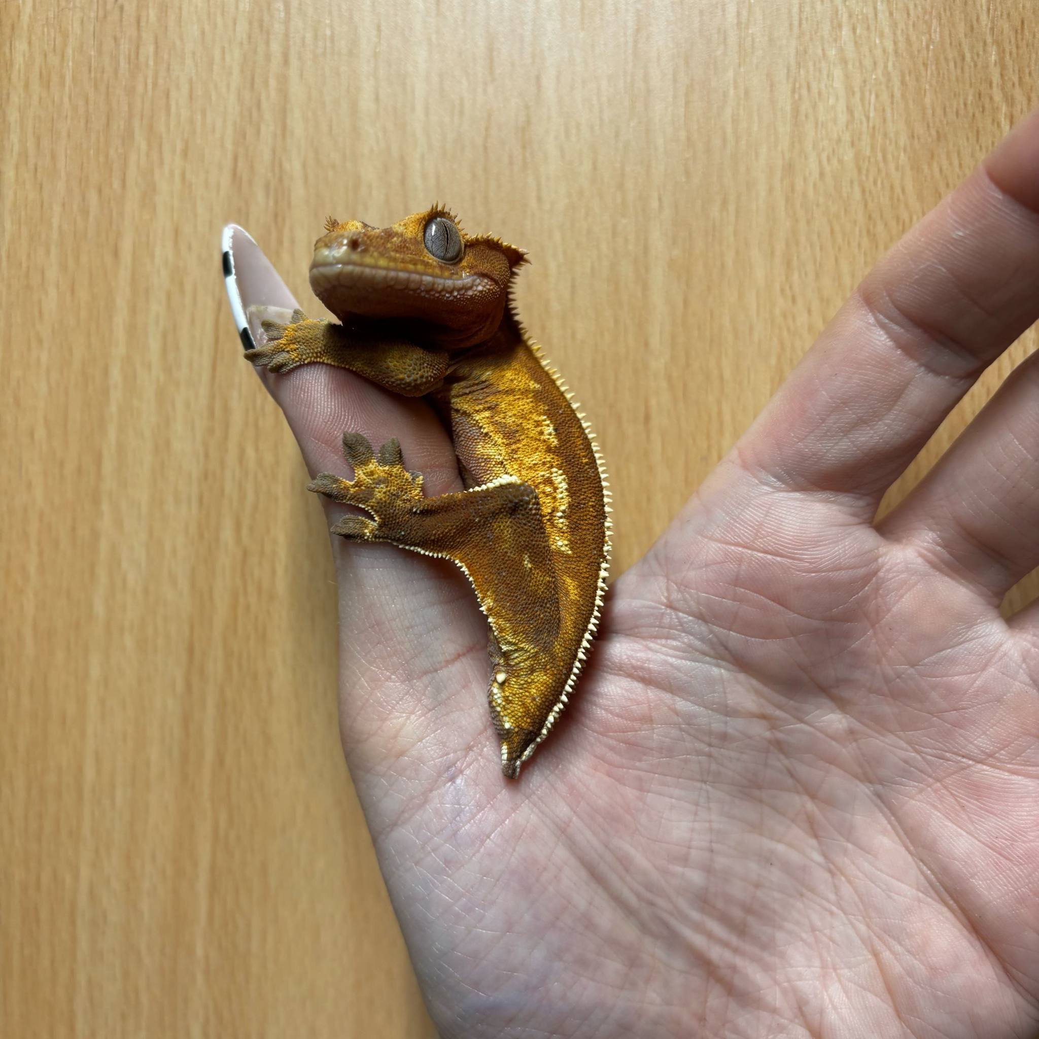 Red-Based Full Pinstripe Crested Gecko For Sale