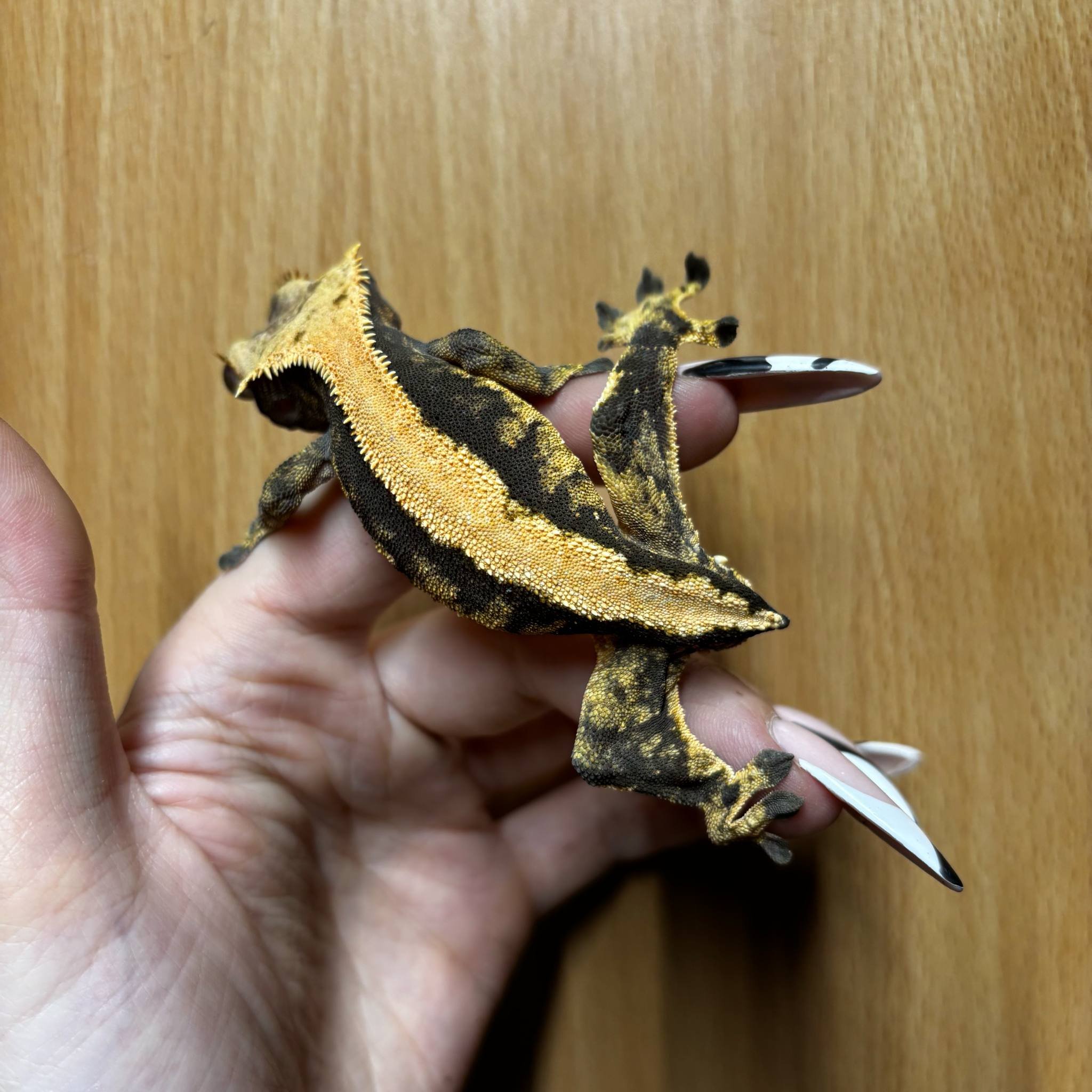 Black-Based Cream Harlequin Crested Gecko For Sale