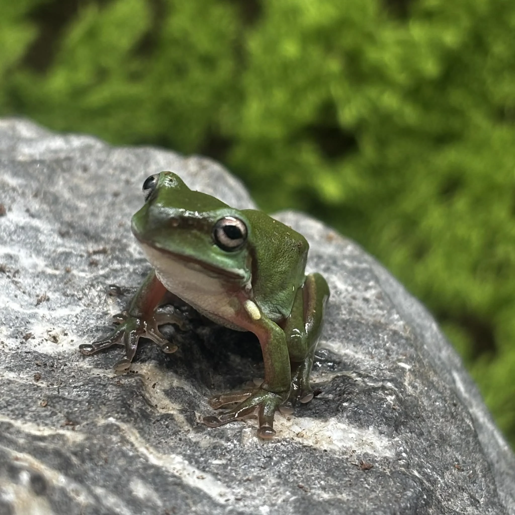 Adorable White's Tree Frog For Sale