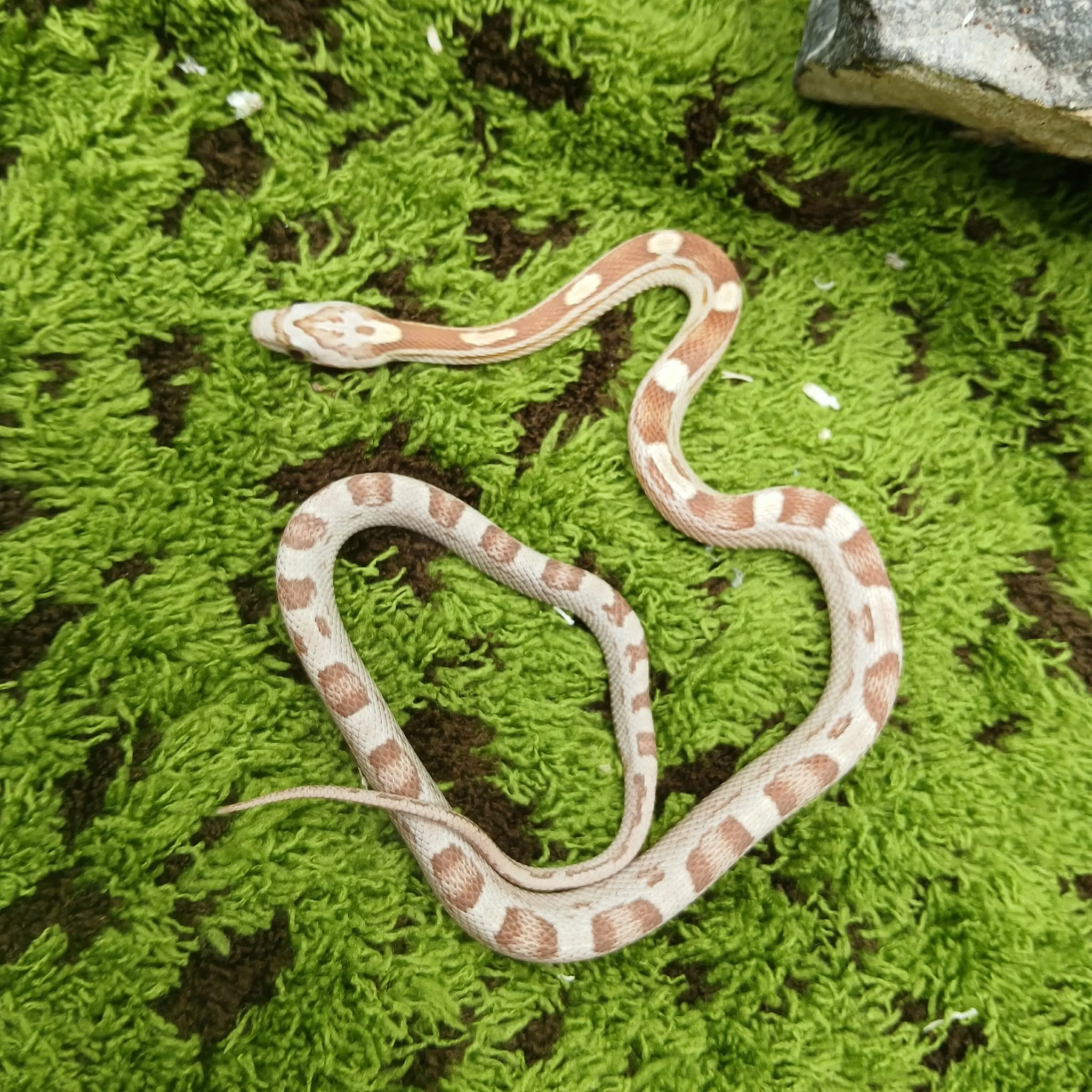 Gold Dust Baby Corn Snake For Sale - Female