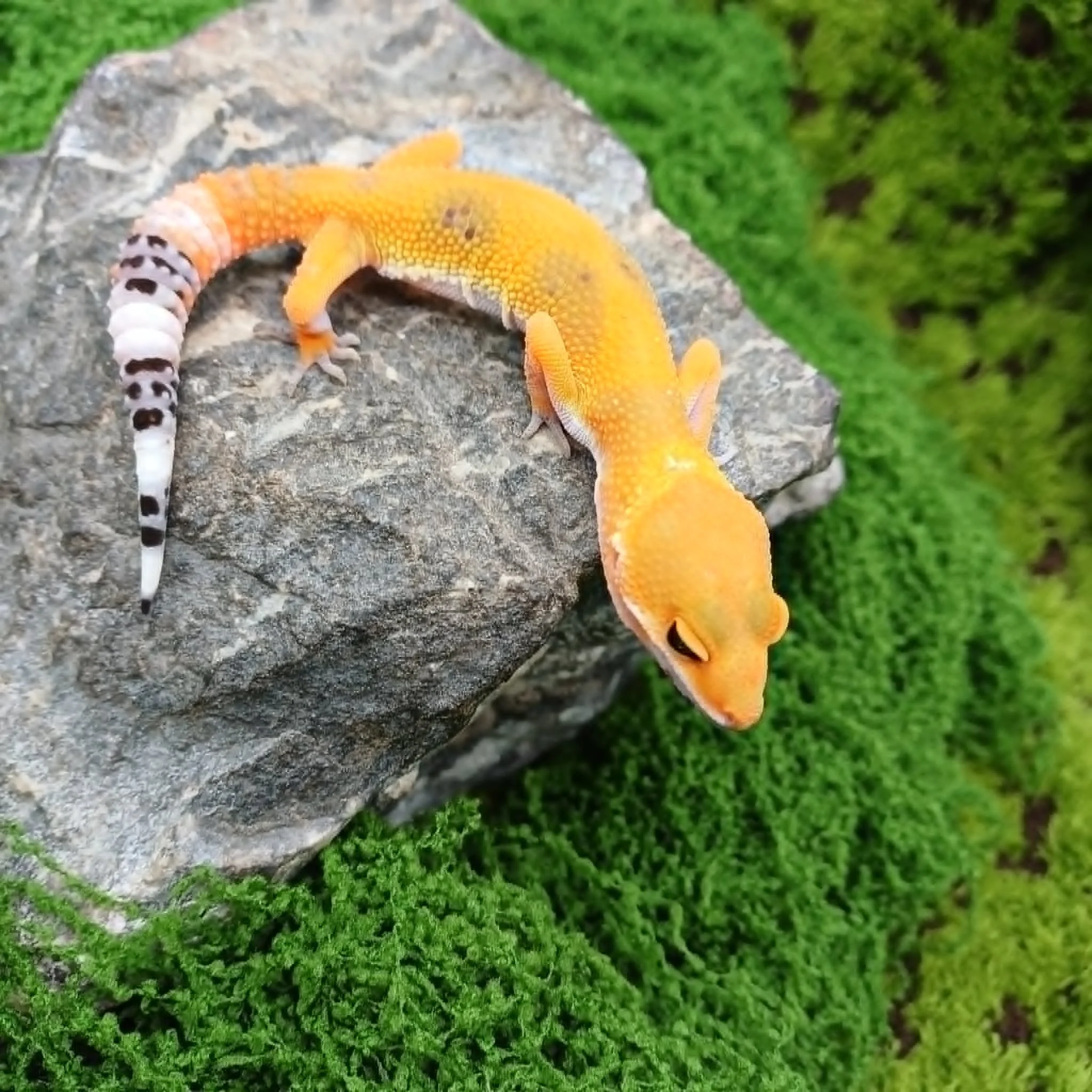 Tangerine Baby Leopard Gecko For Sale