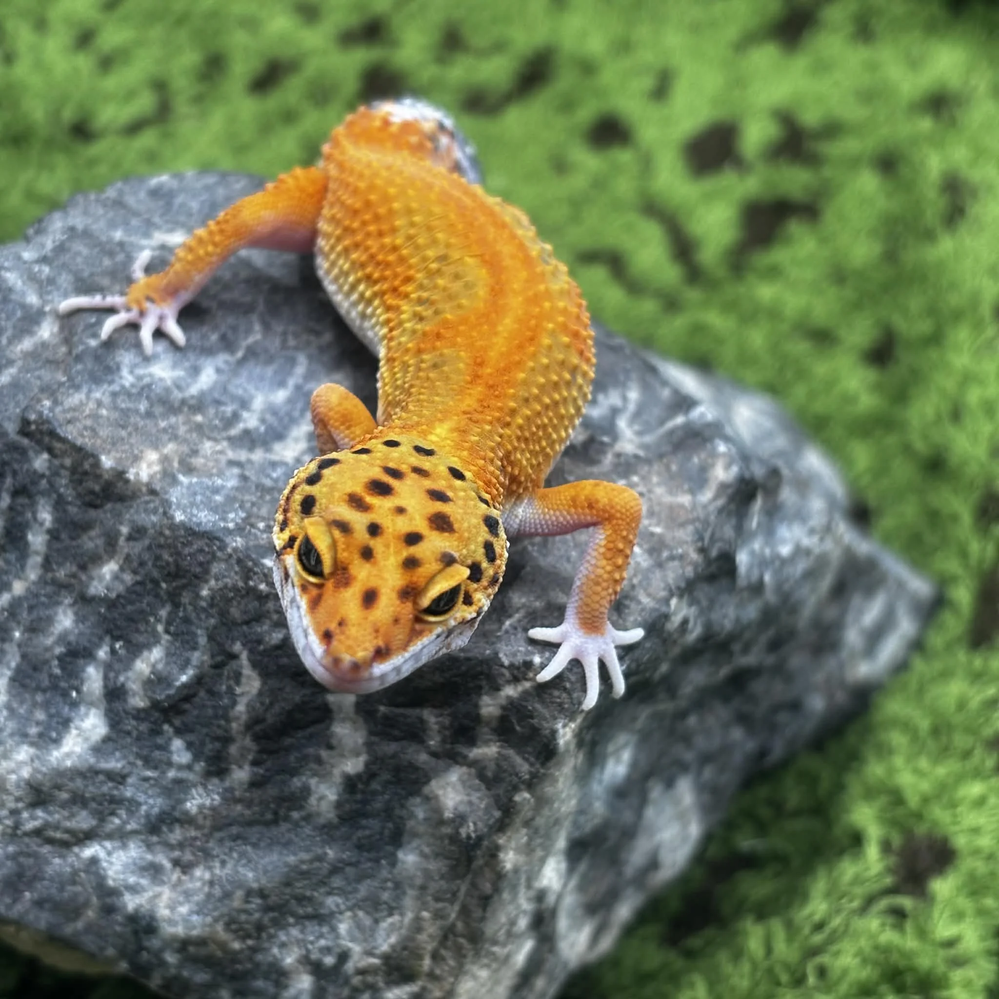 Bright Tangerine Leopard Gecko For Sale - Juvenile