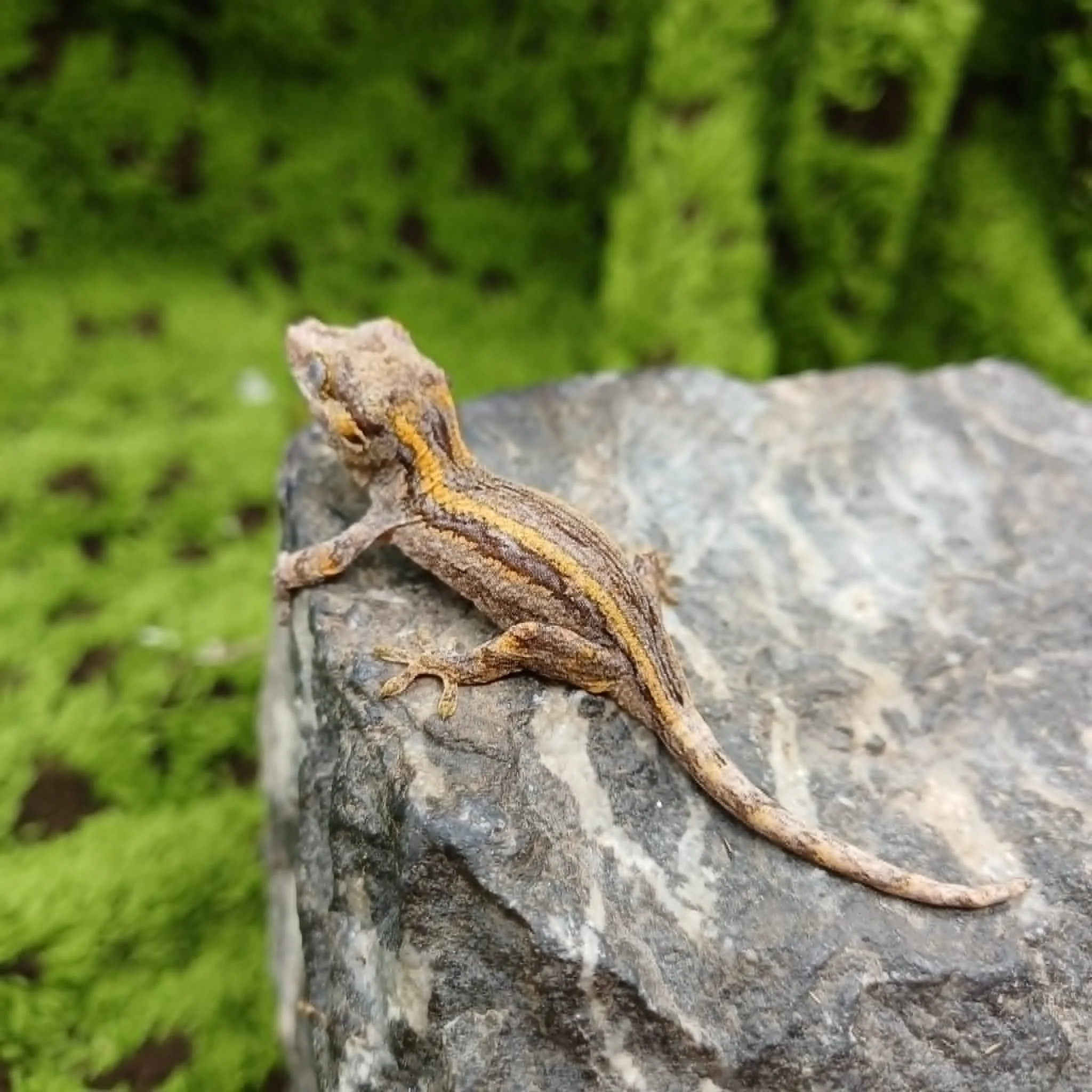 Orange Stripe Baby Gargoyle Gecko For Sale