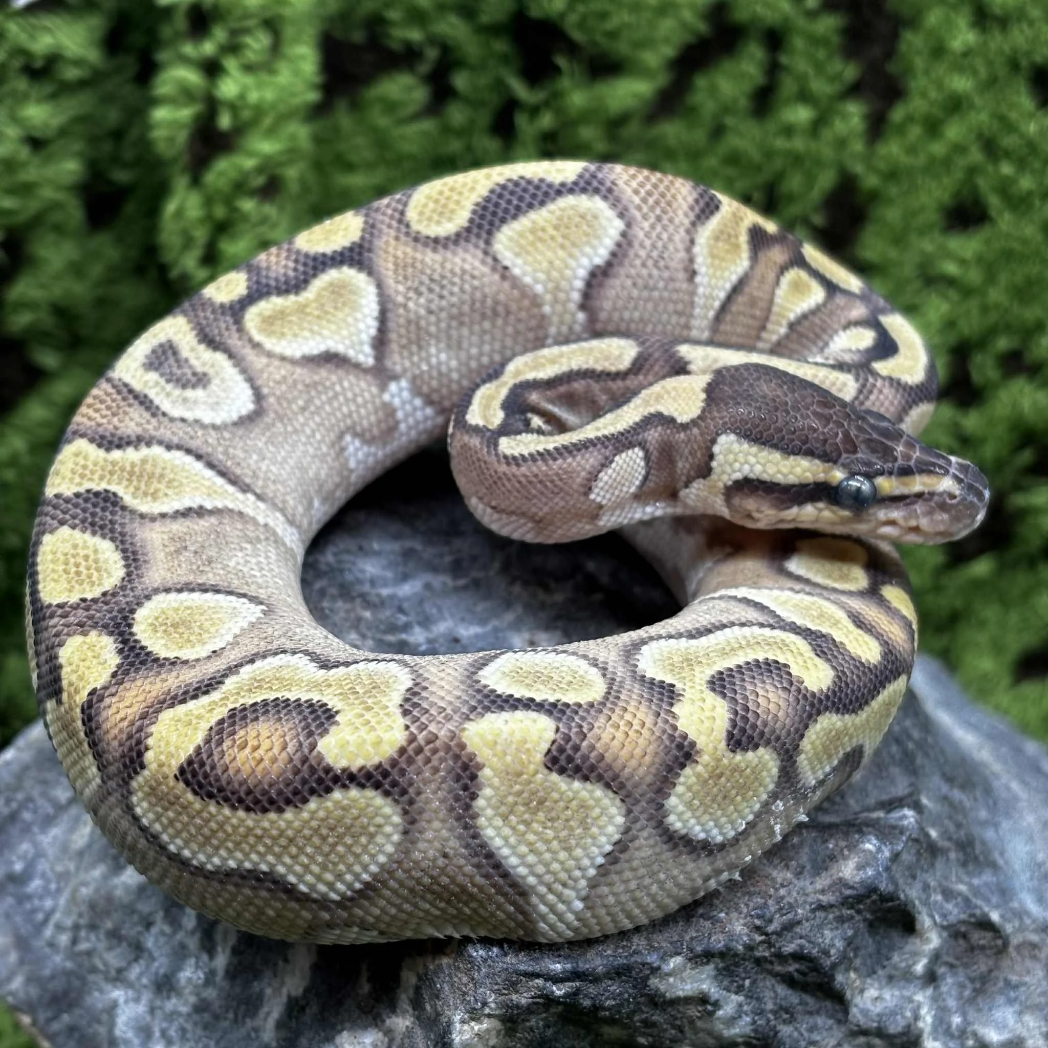 Phantom Fire Ball Python For Sale - Female