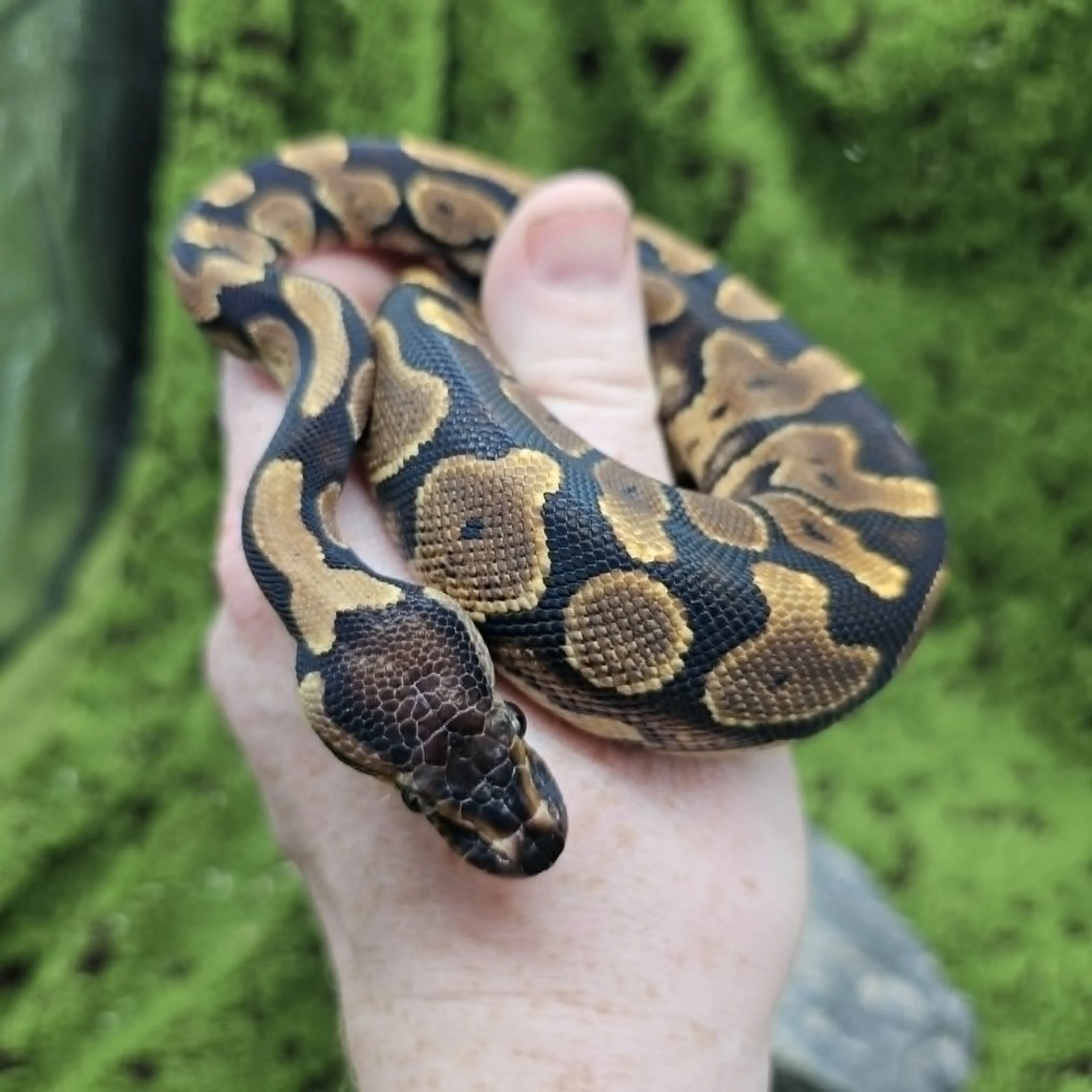 Baby Gravel Ball Python For Sale - Male