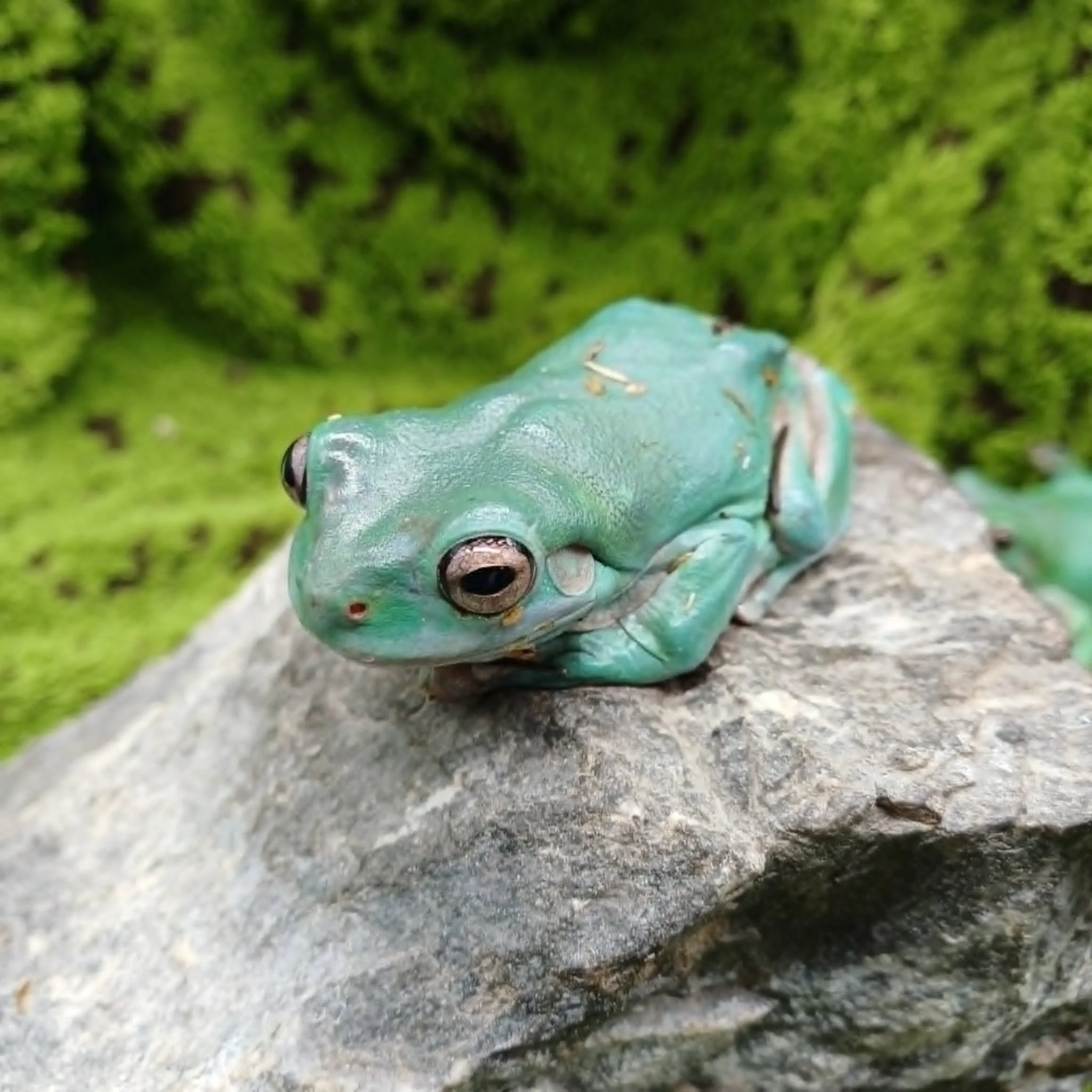 Adult White's Tree Frogs For Sale