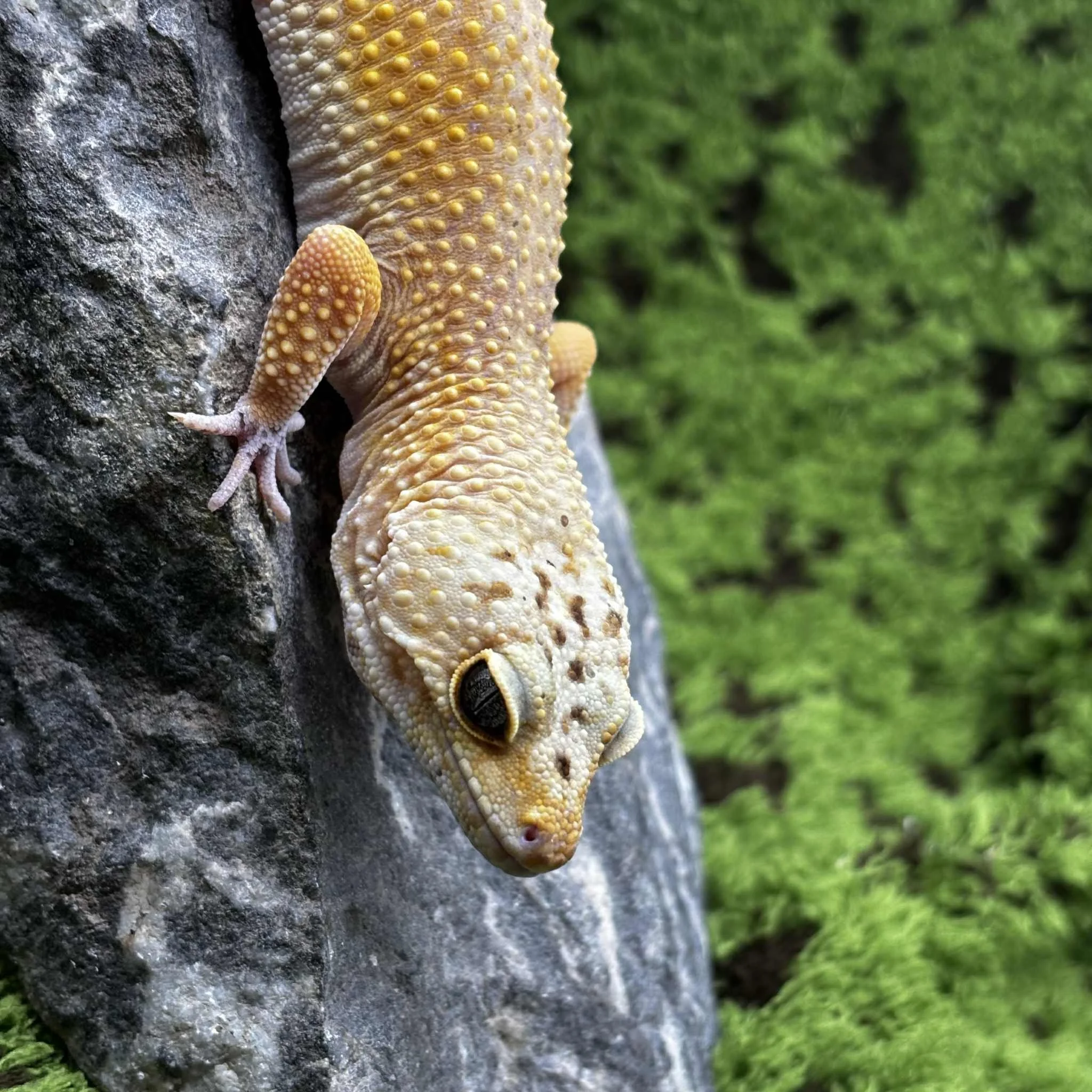 Adult Female Leopard Gecko For Sale - Super Hypo