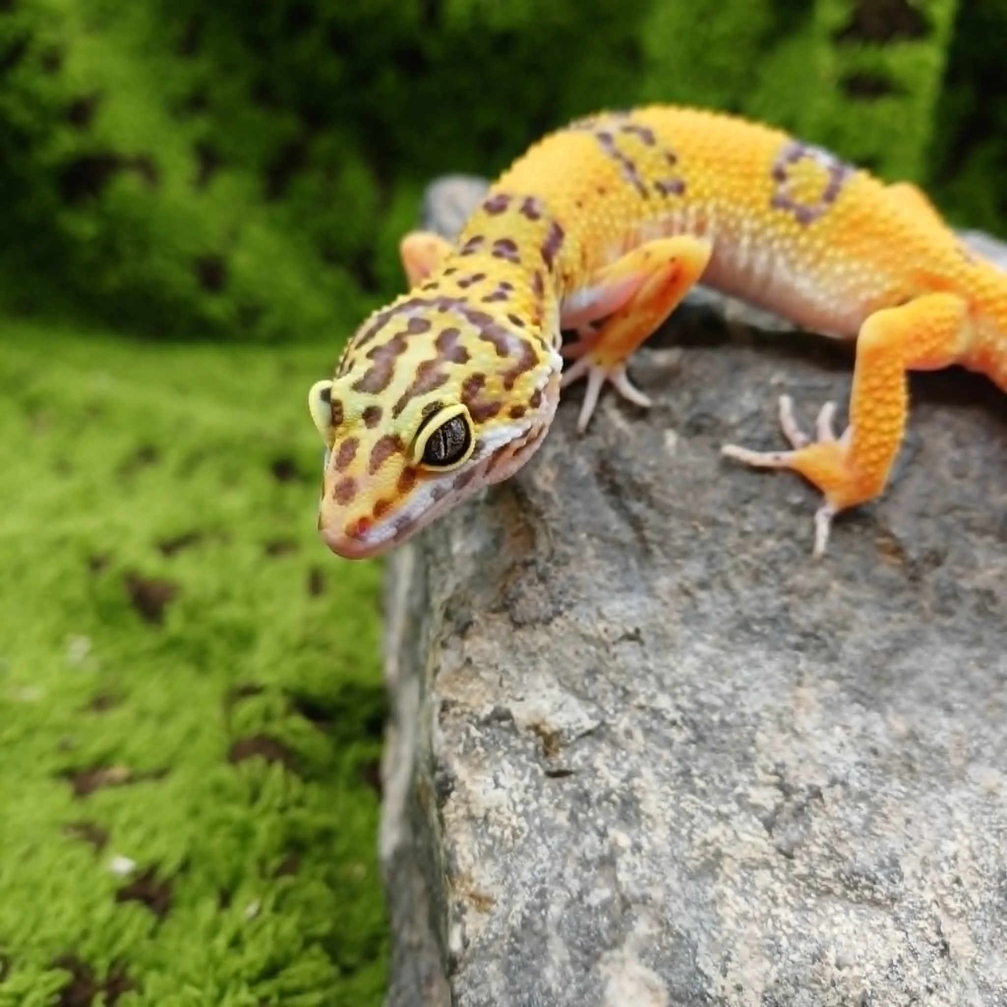 Tangerine Leopard Gecko For Sale - Female Het Marble Eyes