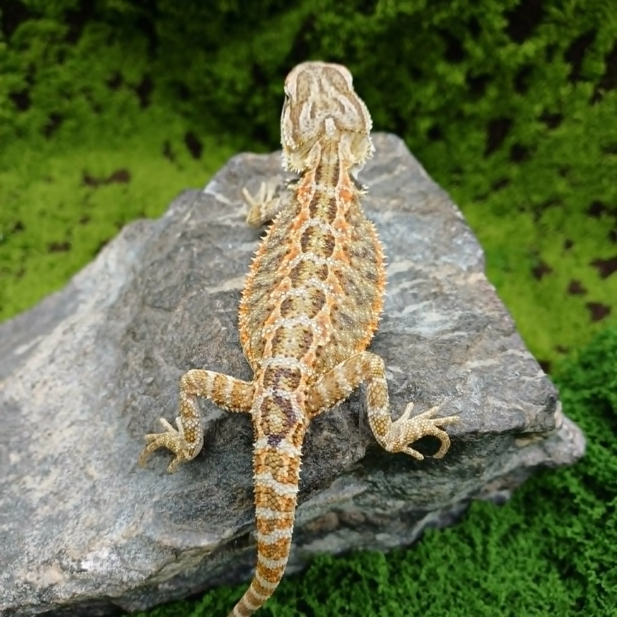 Baby Bearded Dragon For Sale - Orange Tiger