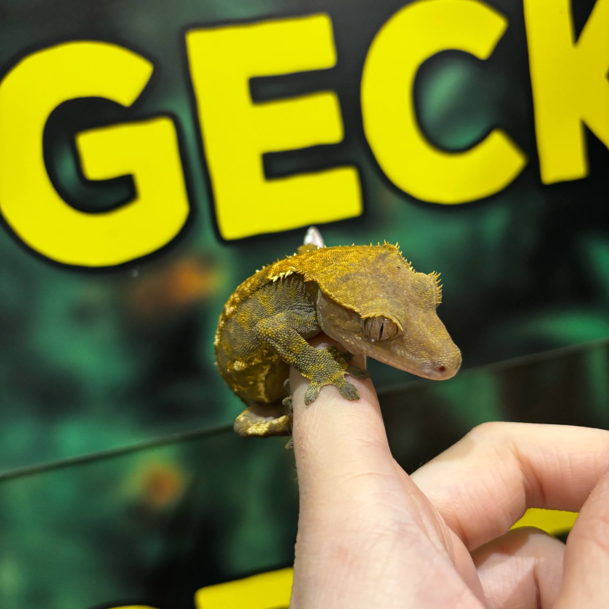 Dashed Pinstripe Harlequin Crested Gecko For Sale