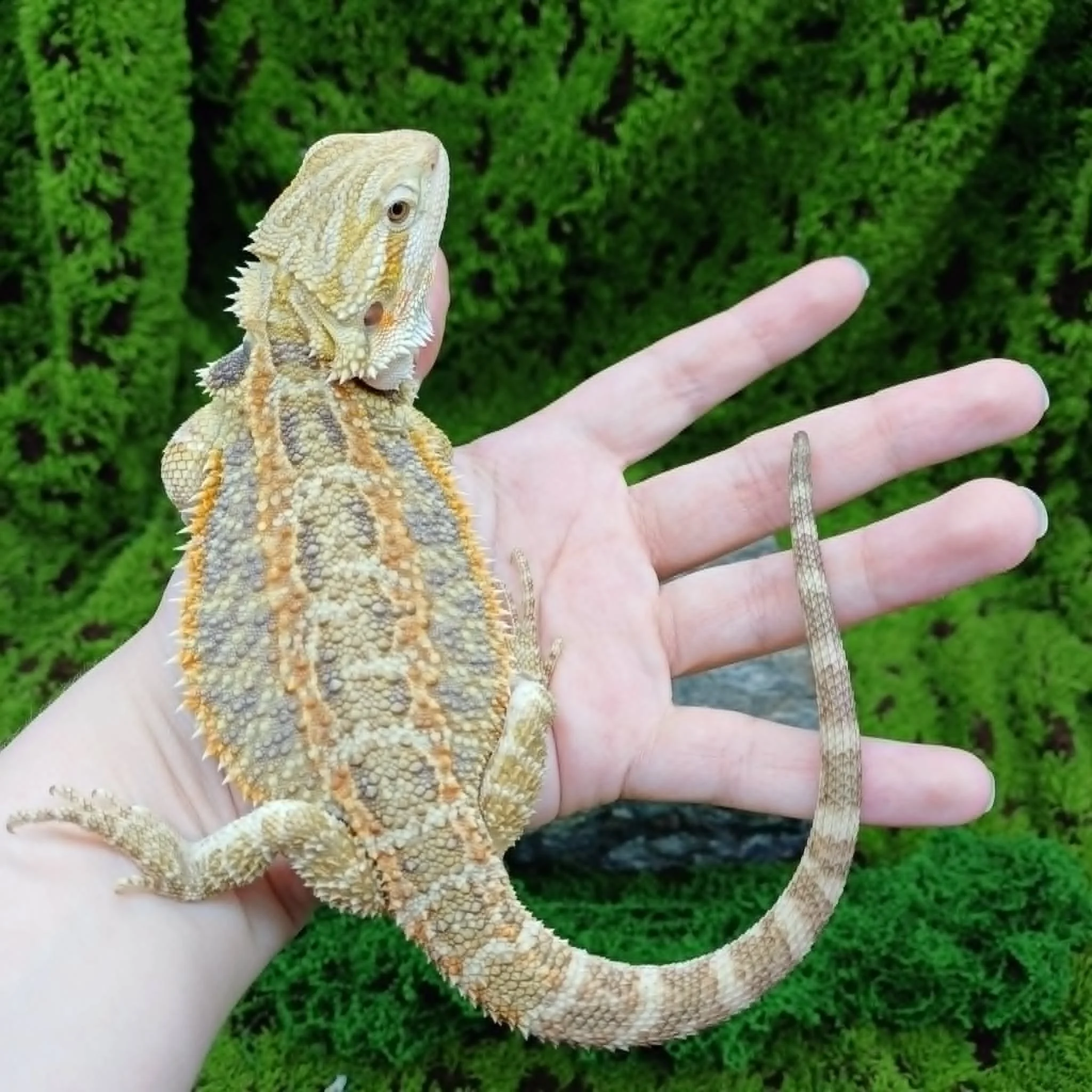 Bearded Dragon For Sale - Blue Bar Tiger Sandfire
