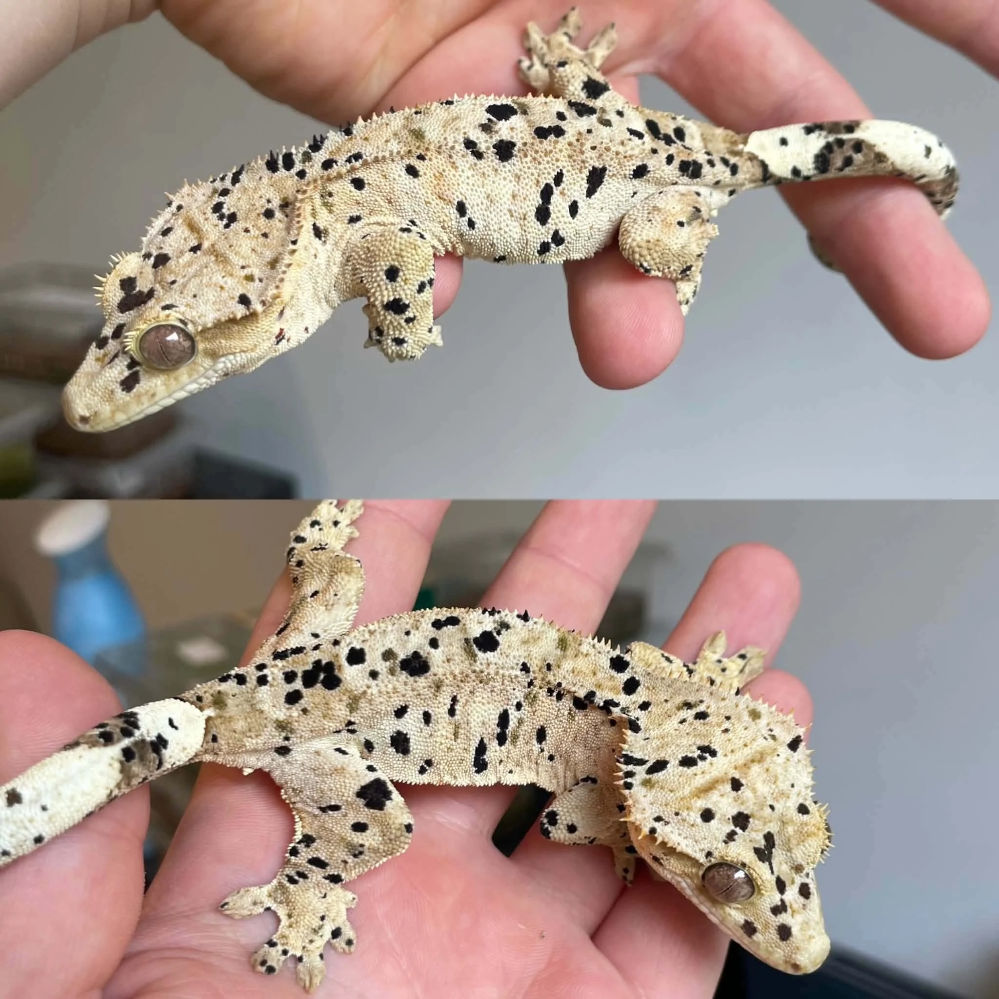 Superdalmatian Crested Gecko For Sale - Sub-Adult Female