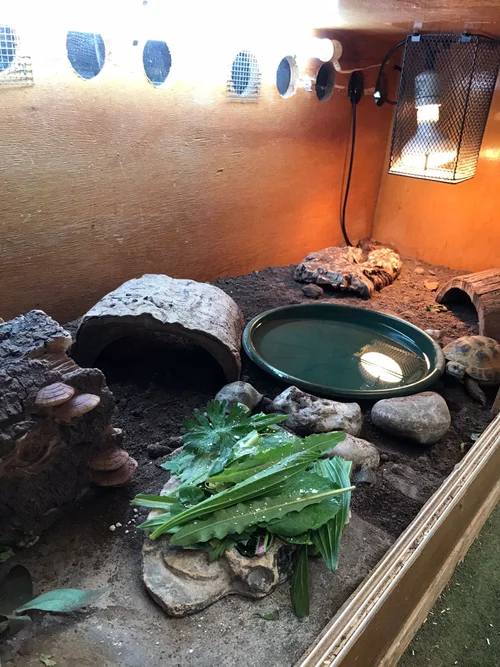 Best Reptile Shop UK — Jungle Reptiles