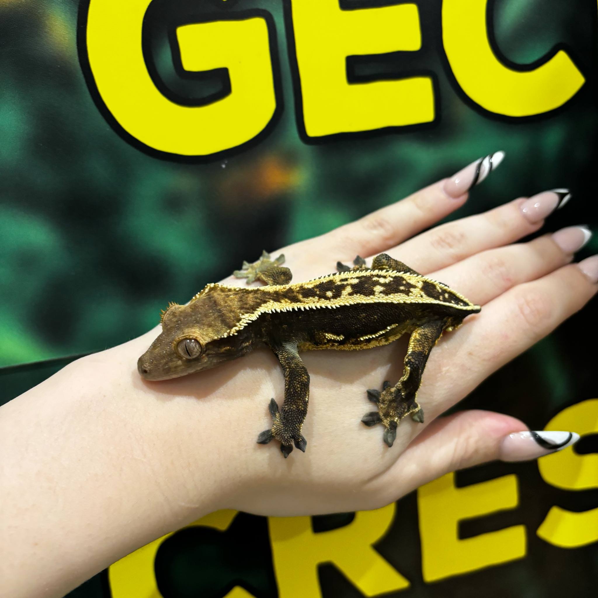 Quadstripe Possible Empty Back Crested Gecko For Sale