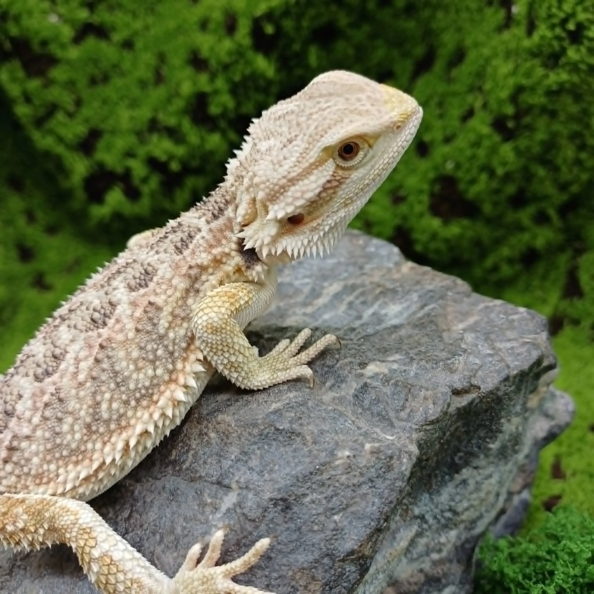 Bearded Dragon For Sale - Tiger