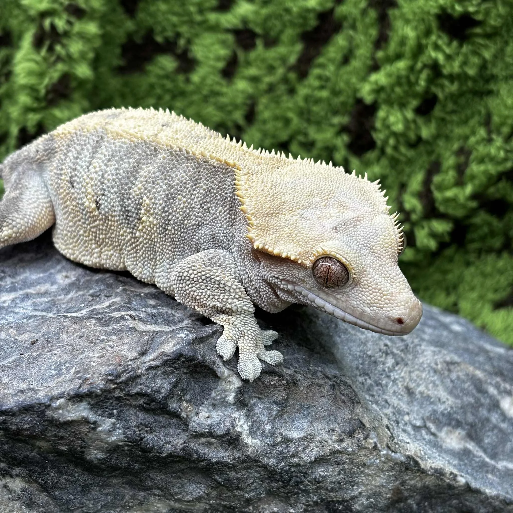Lavender Crested Gecko For Sale - Adult Female