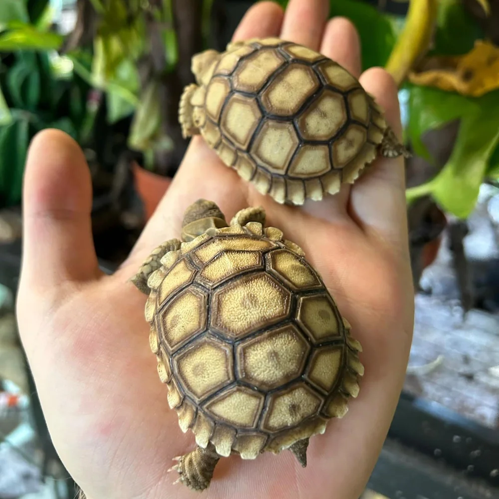 Baby Sulcata Tortoises For Sale Giant African Spurred