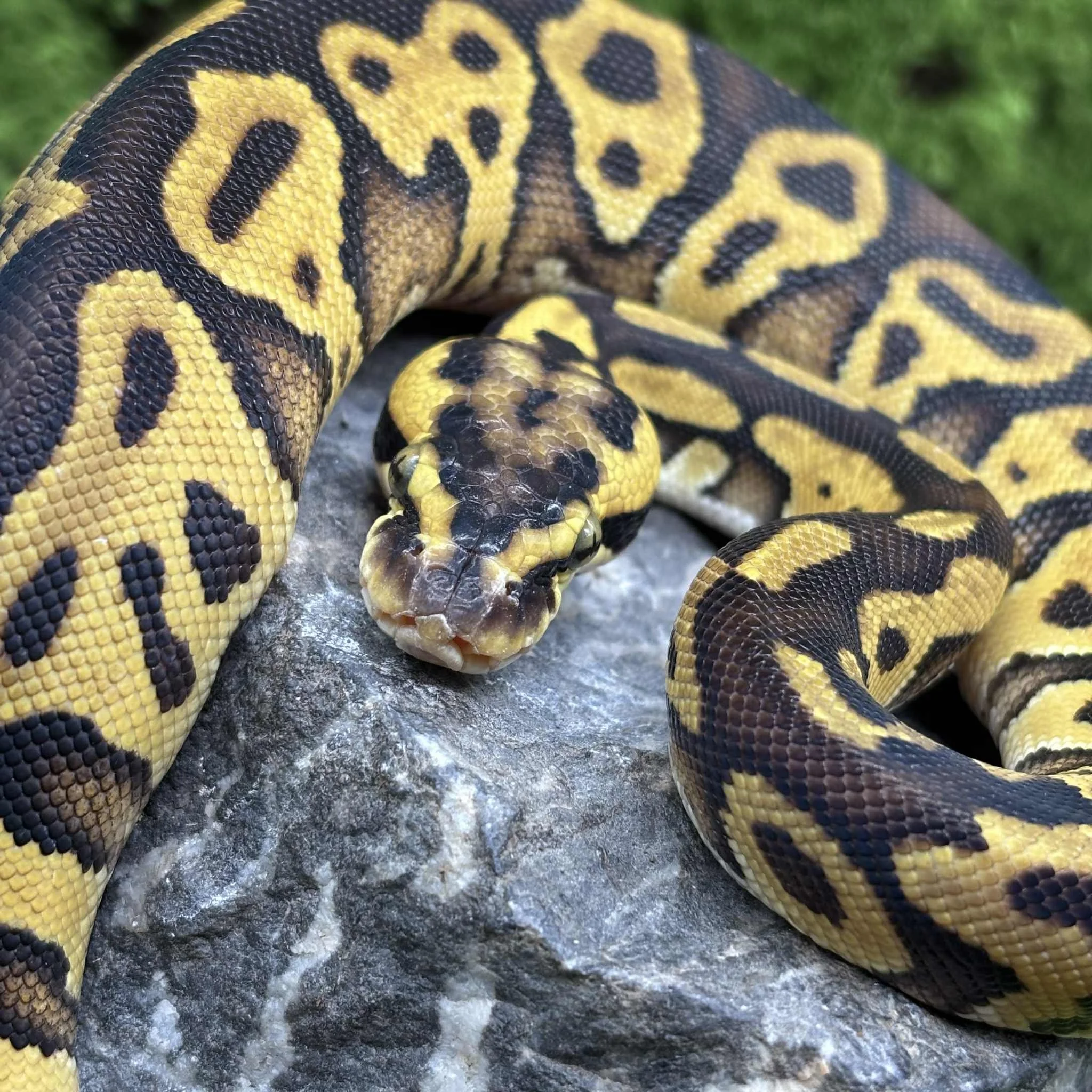 Pastel Leopard Royal Python For Sale - Female
