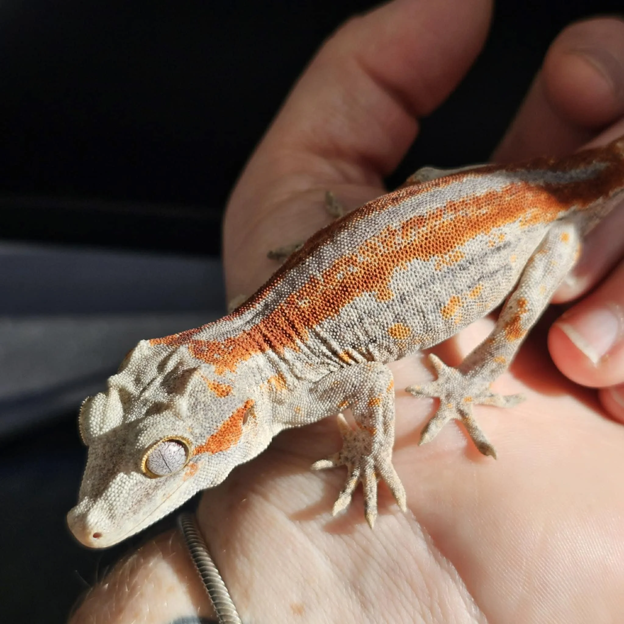 Red Stripe Gargoyle Gecko For Sale
