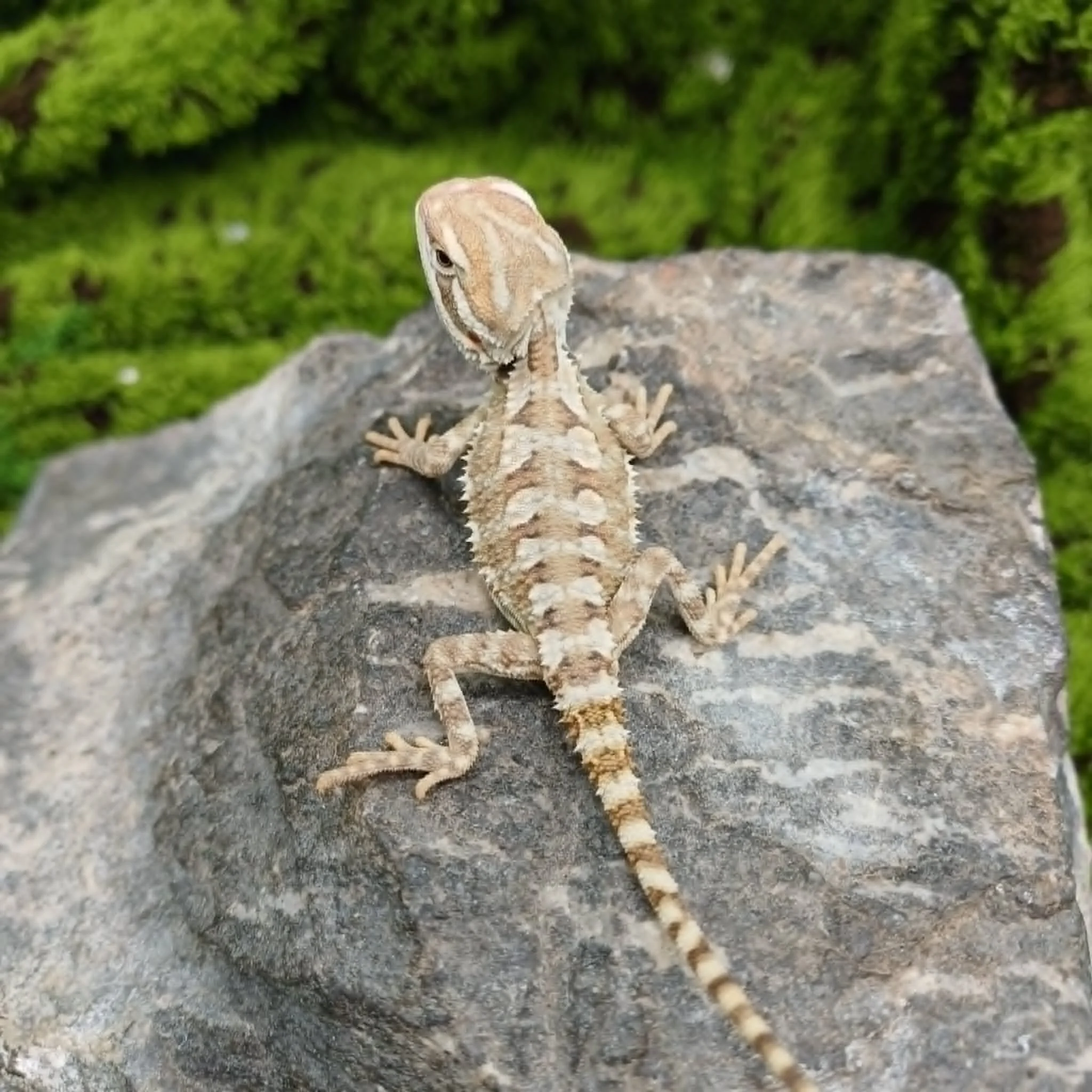 Baby Rankin's Dragon For Sale