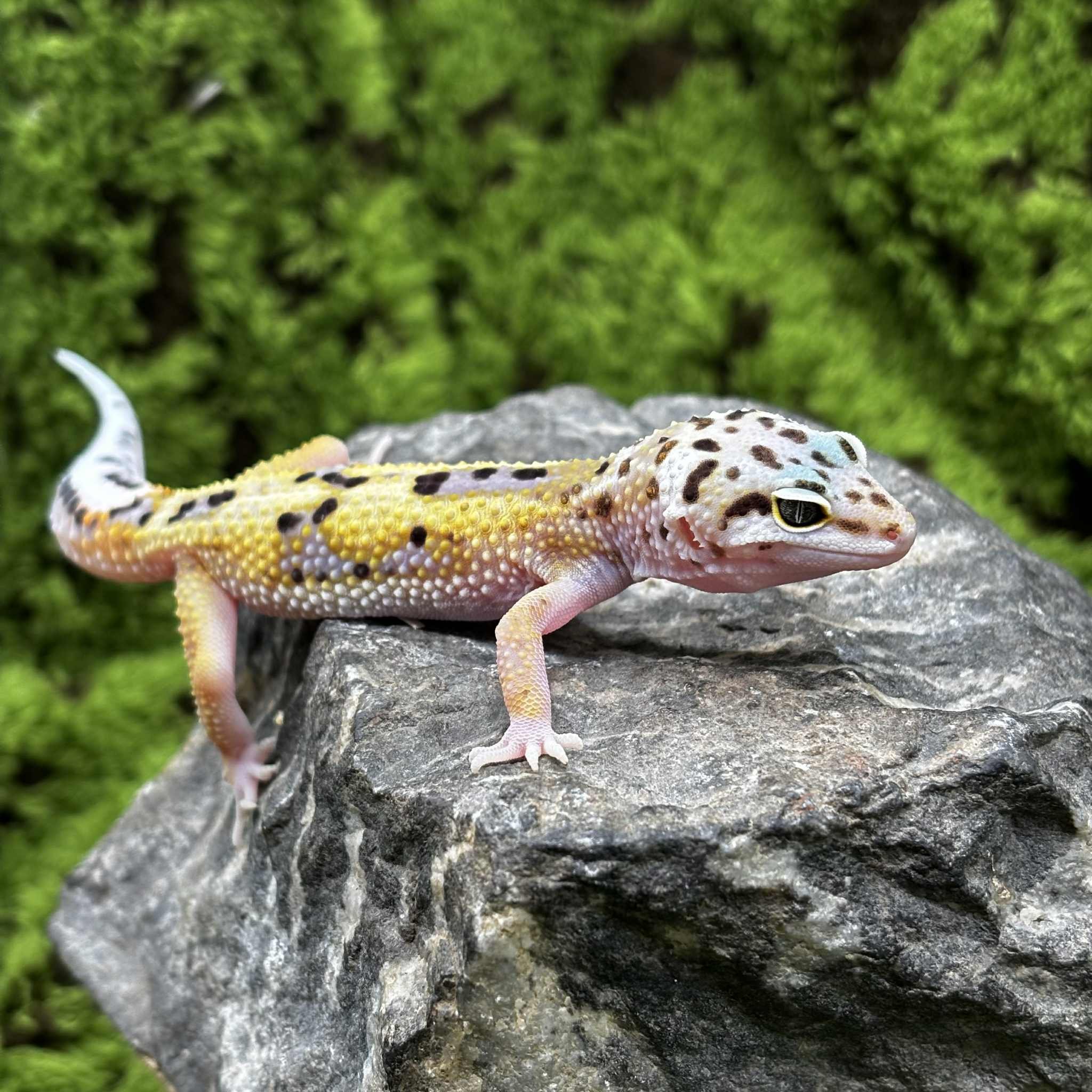 Baby Leopard Gecko For Sale - Designer Jungle