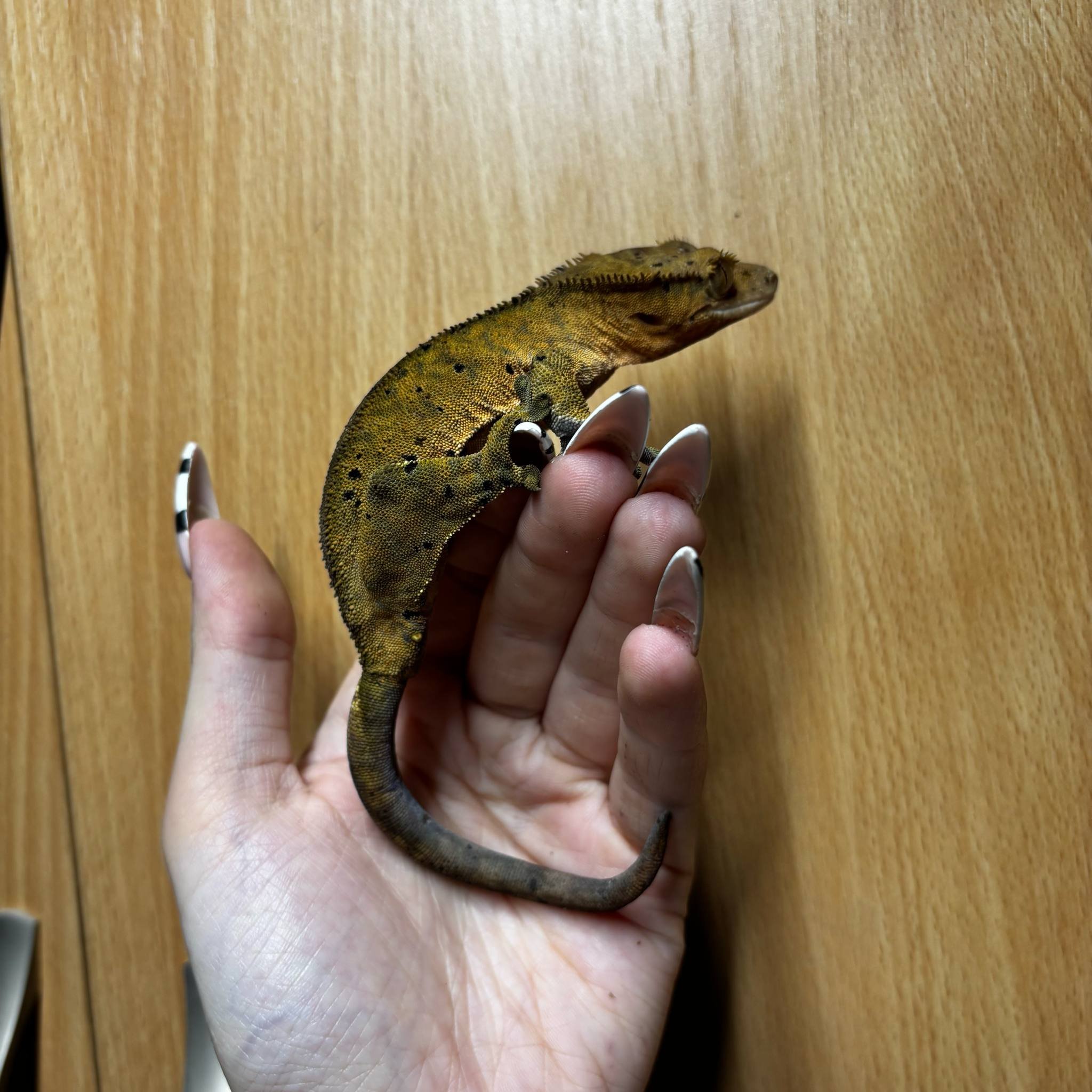 Breeder Female Crested Gecko For Sale - Dalmatian