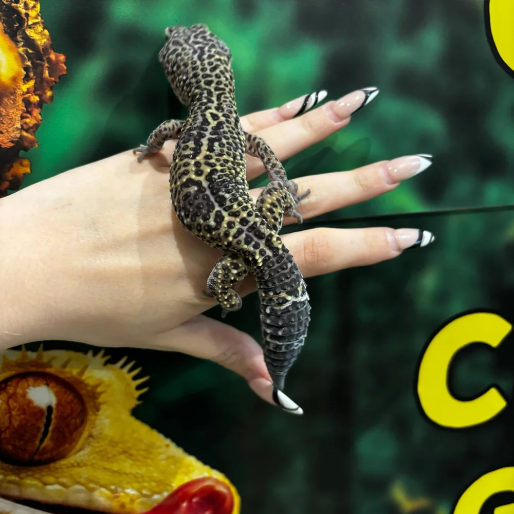 Black Night Leopard Gecko For Sale Adult Male