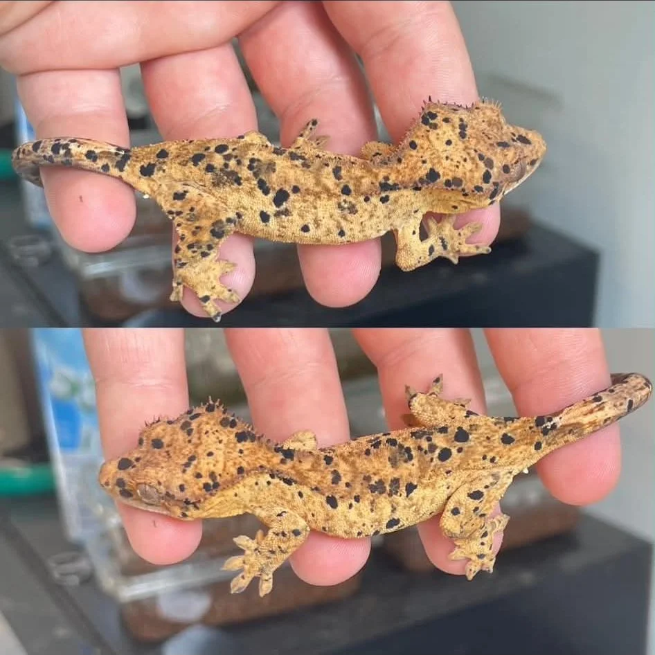 Superdalmatian Crested Gecko For Sale - Juvenile Male