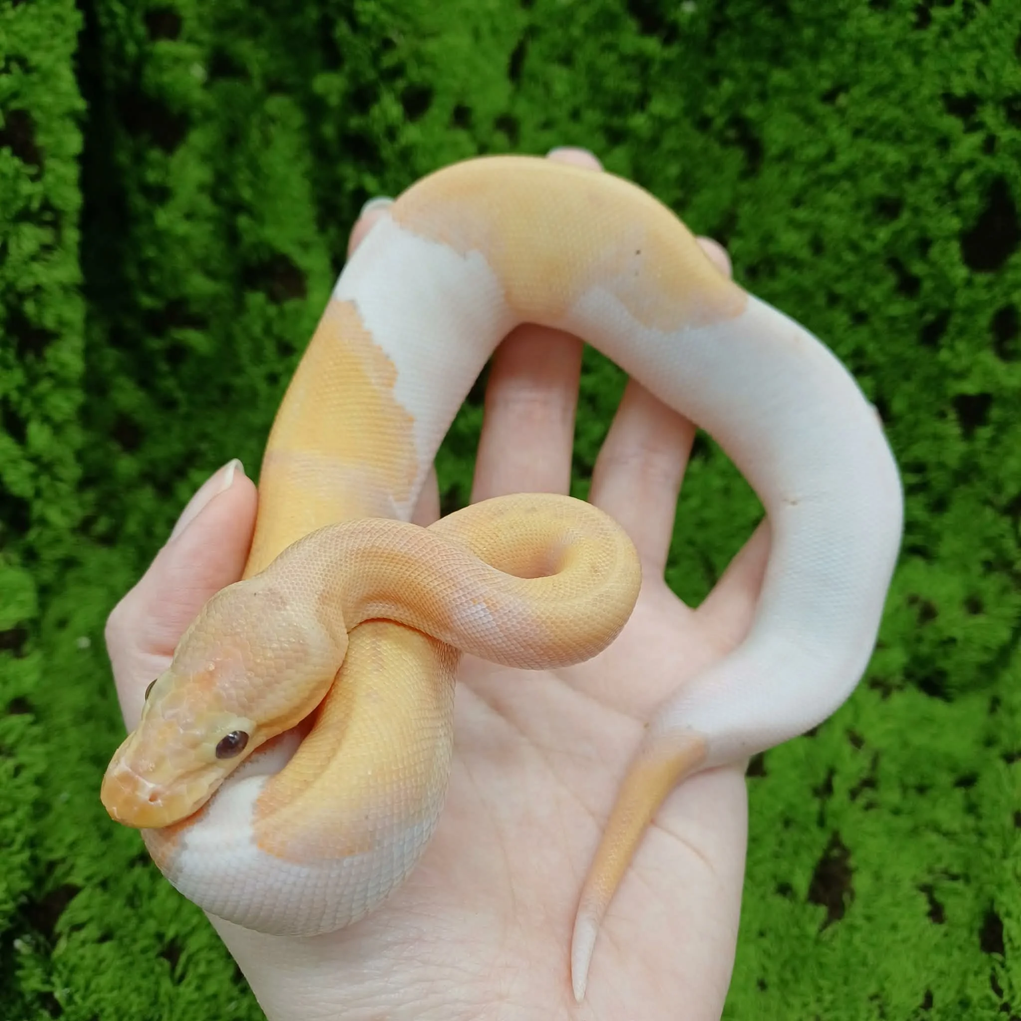 Banana Pied Royal Python For Sale - Female