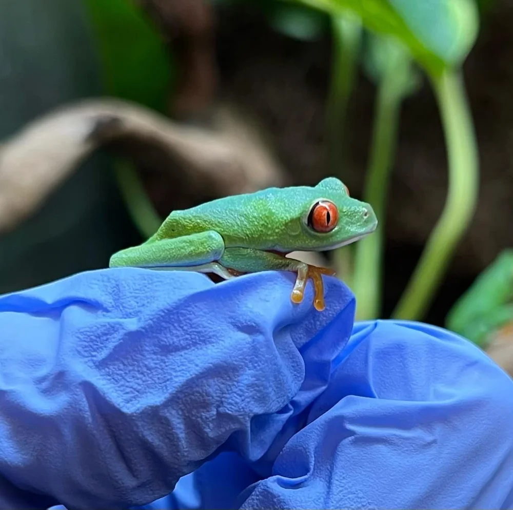 Frogs For Sale — Special Reptiles For Sale UK