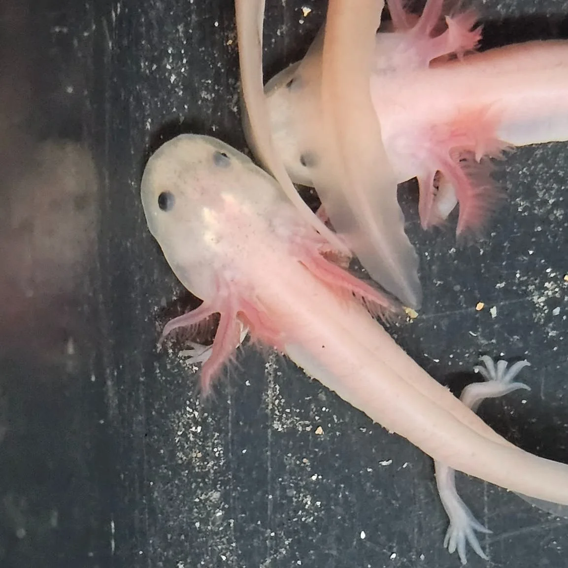 Baby Axolotls For Sale - Various Morphs!